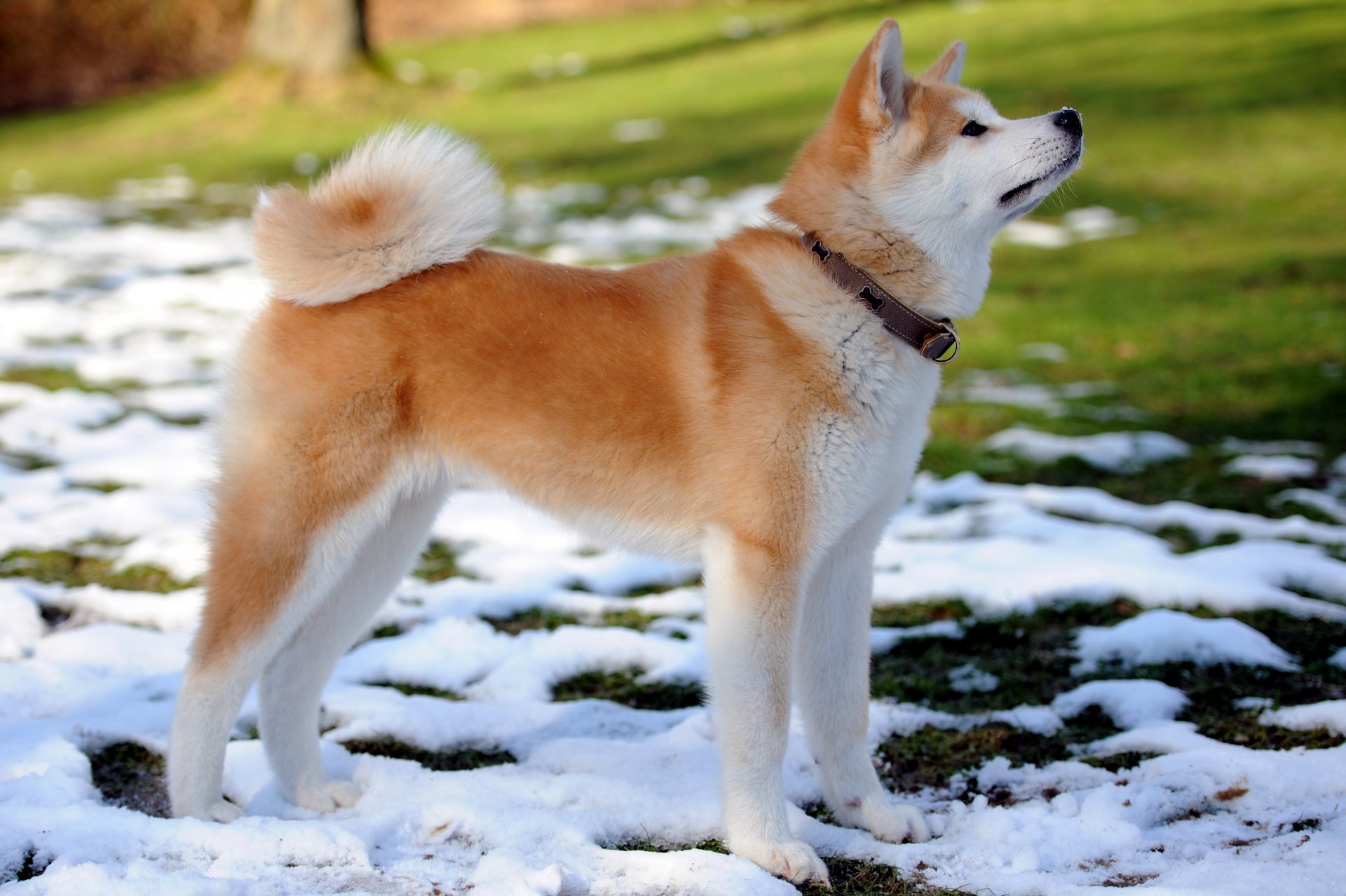 chien chiot ami akita inu collier printemps neige