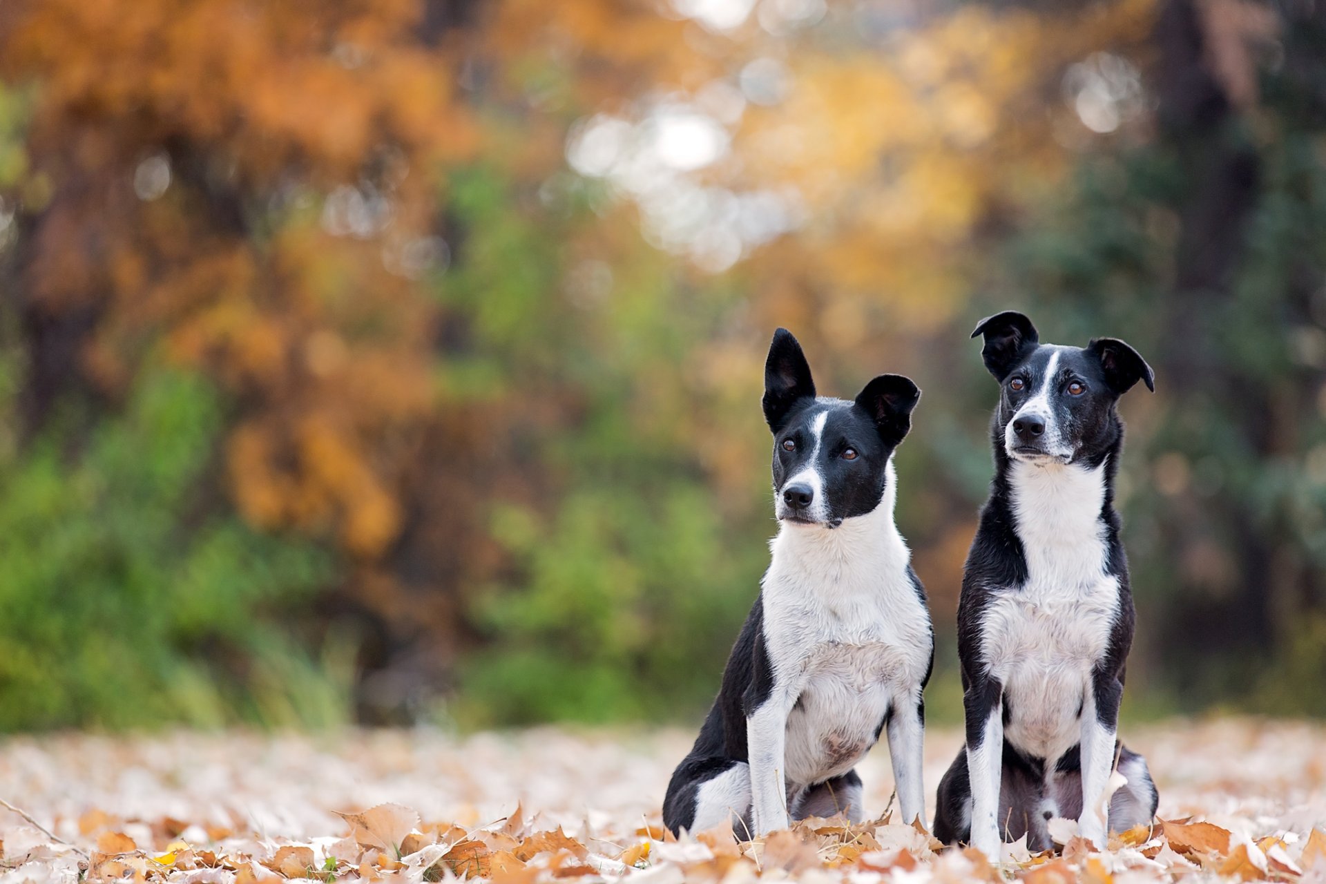 due cani autunno foglie bokeh