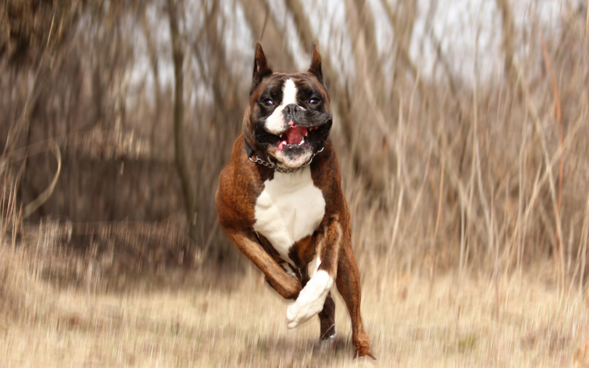 dog running background