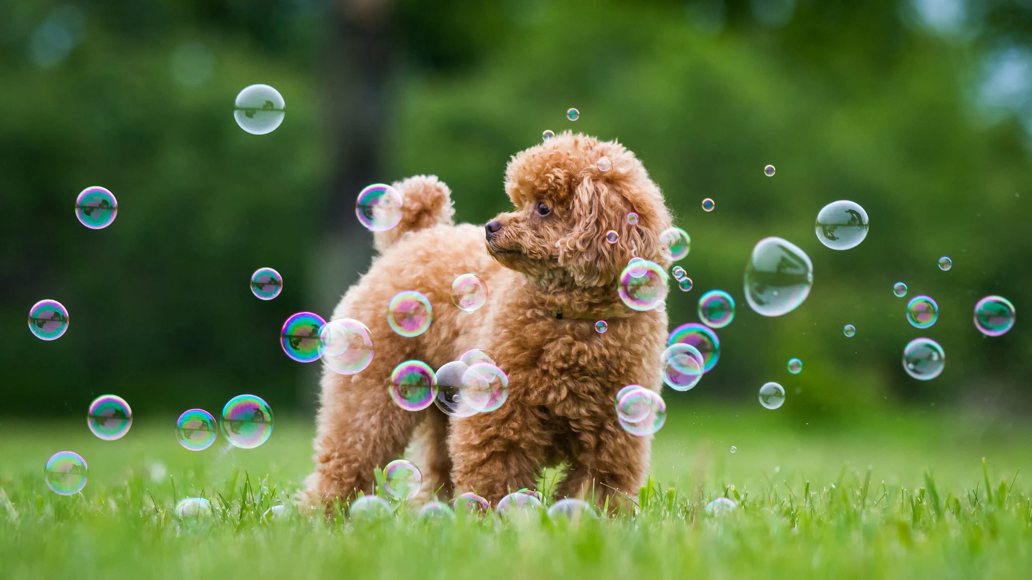 Животные и мыльные пузыри
