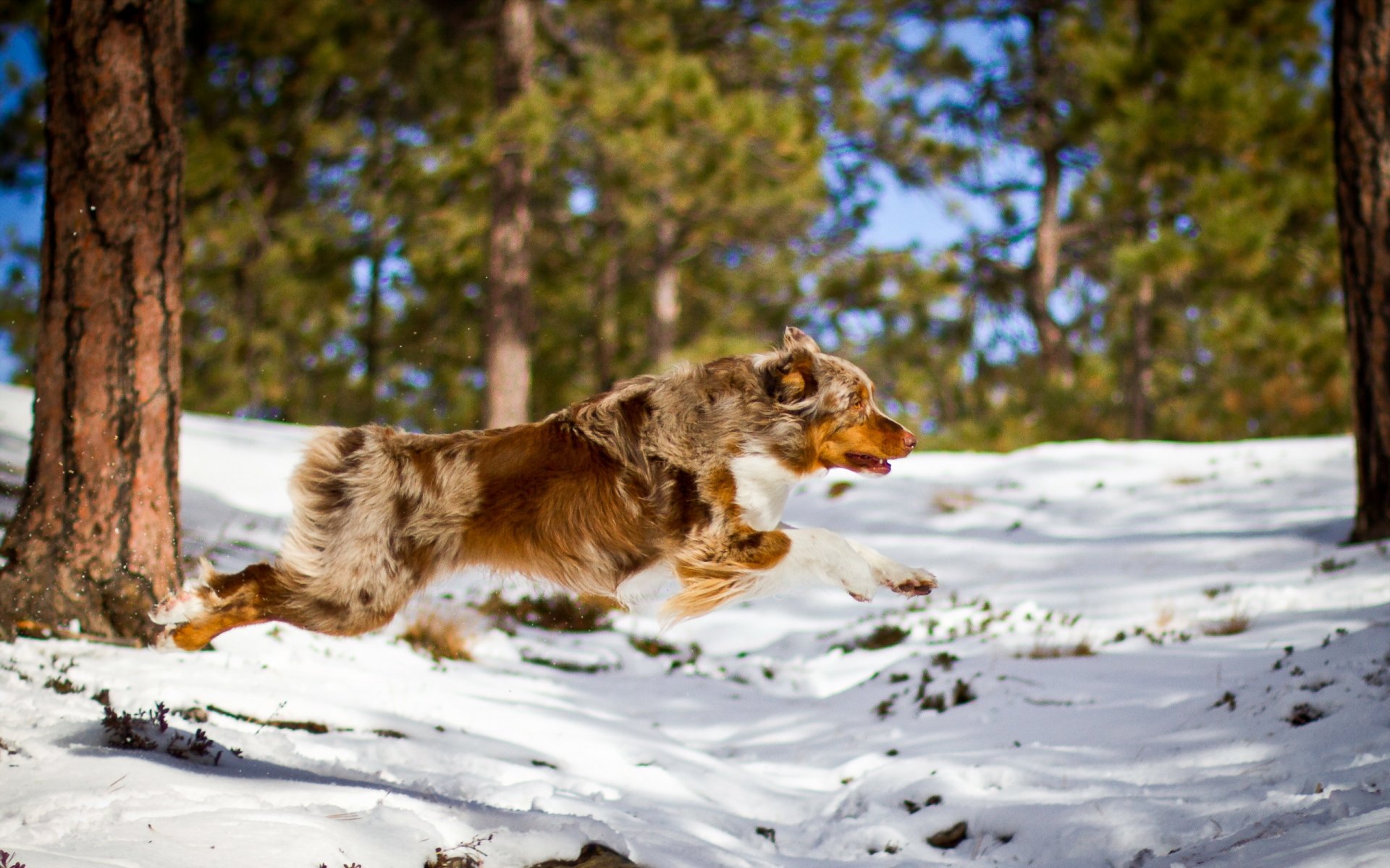 perro bosque correr