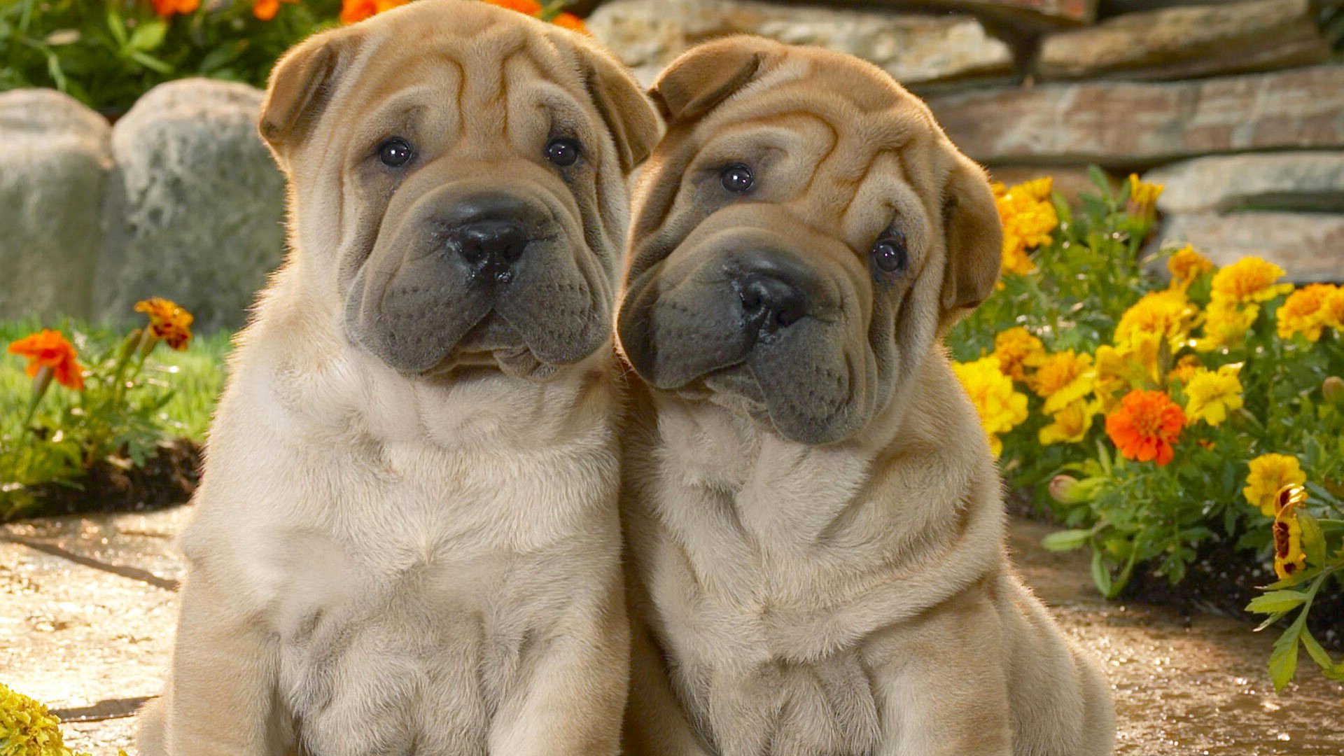 shar pei chiot cour fleurs