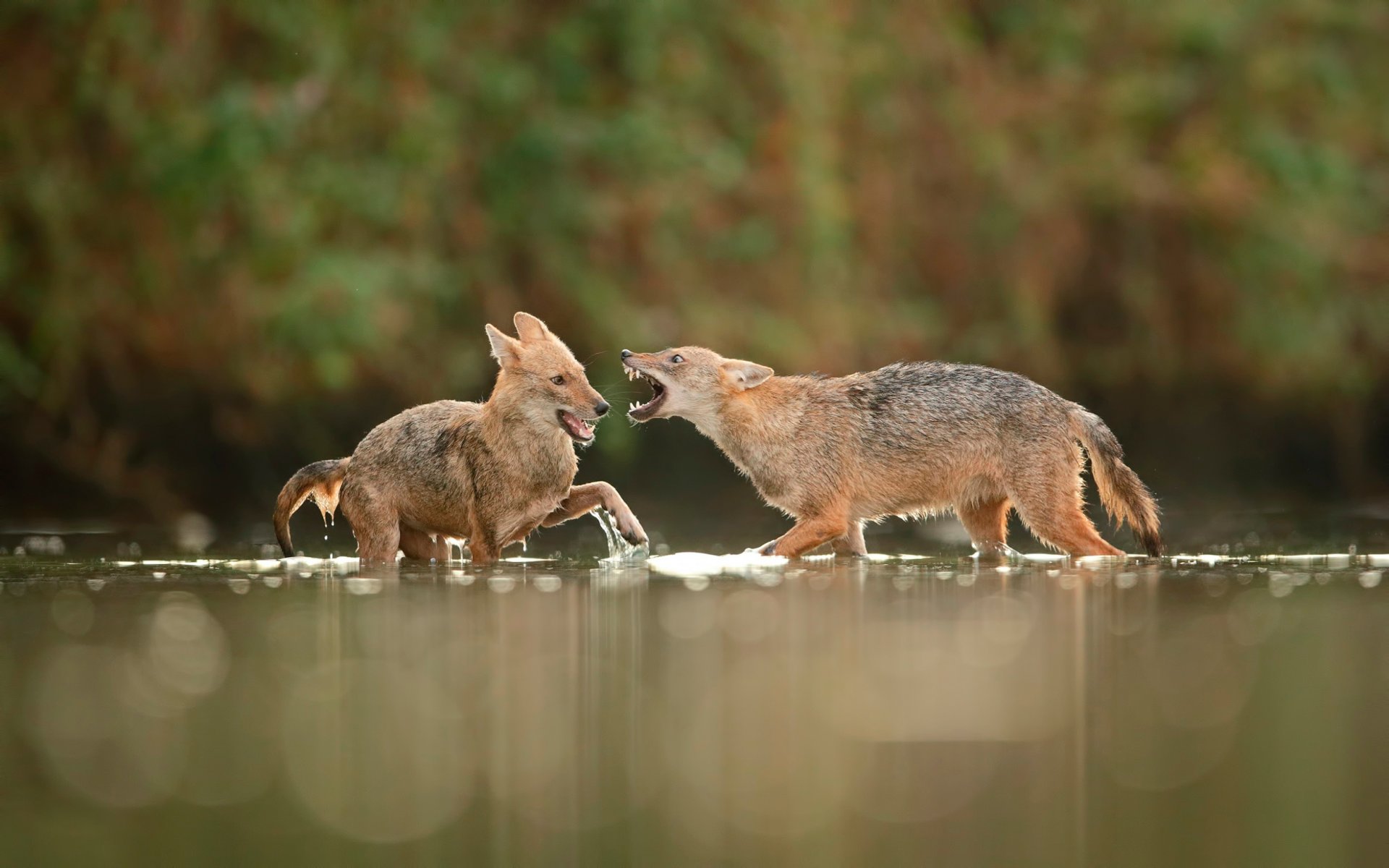 chacals dans l eau combat