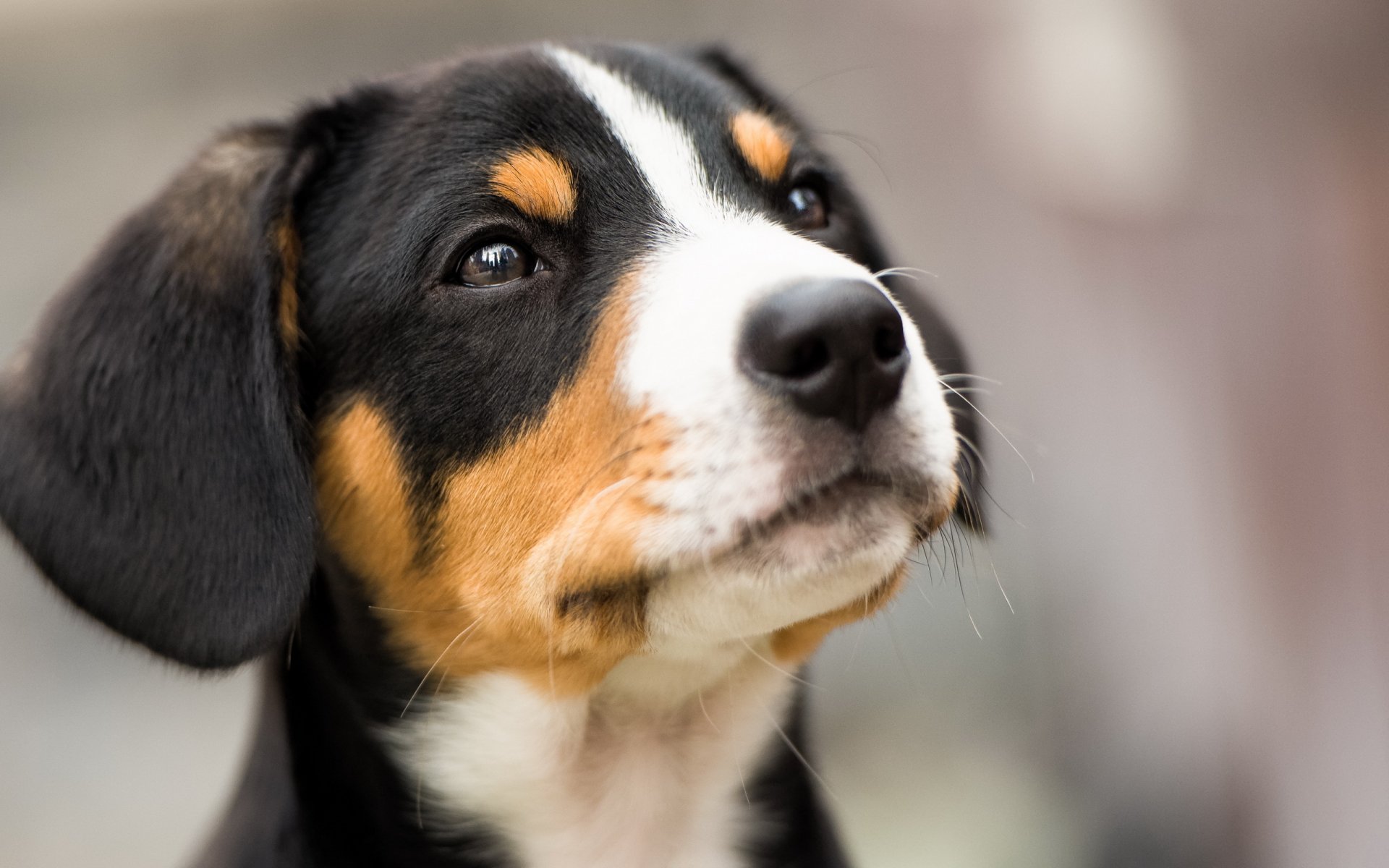 hund blick freund