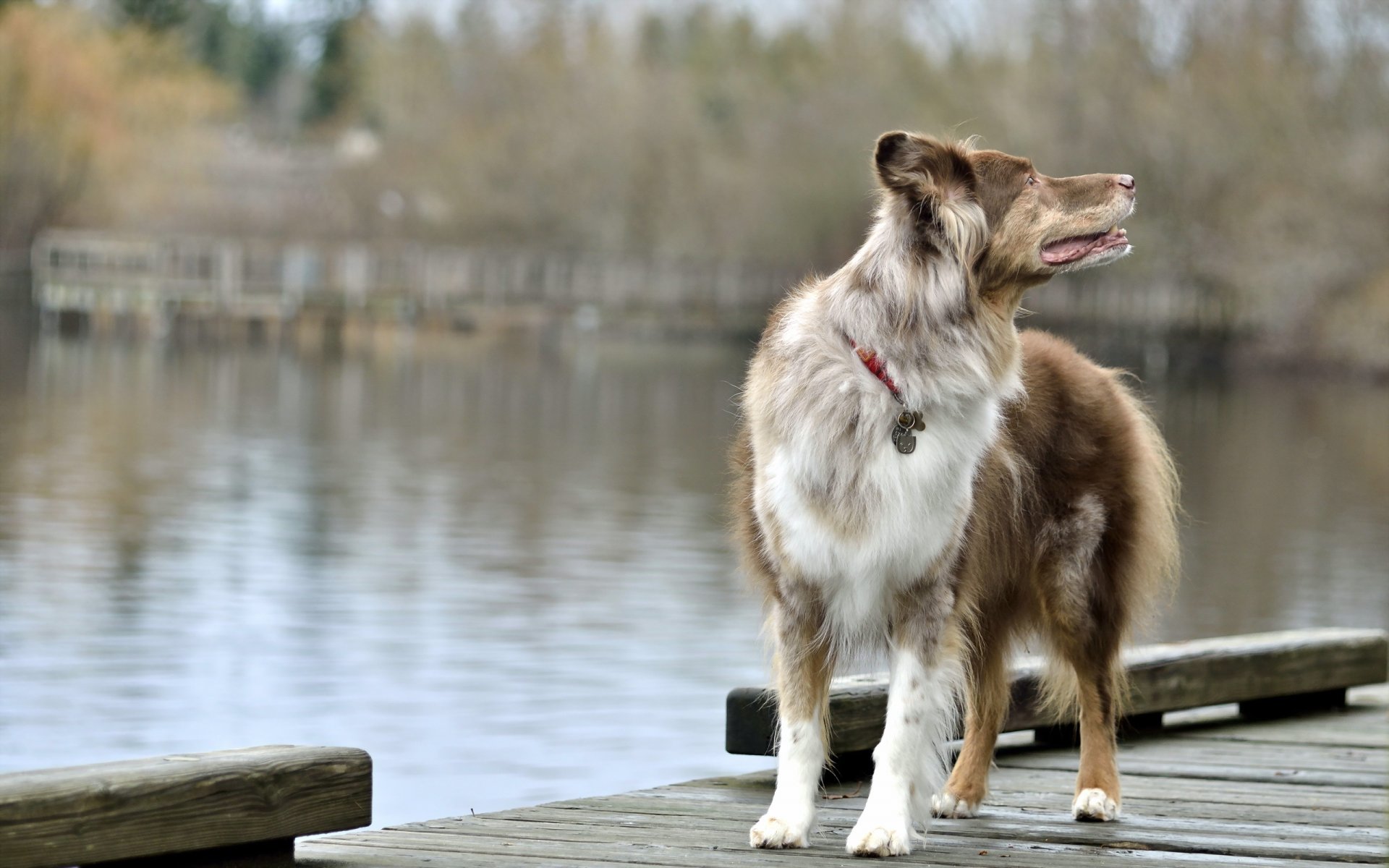 chien pont lac