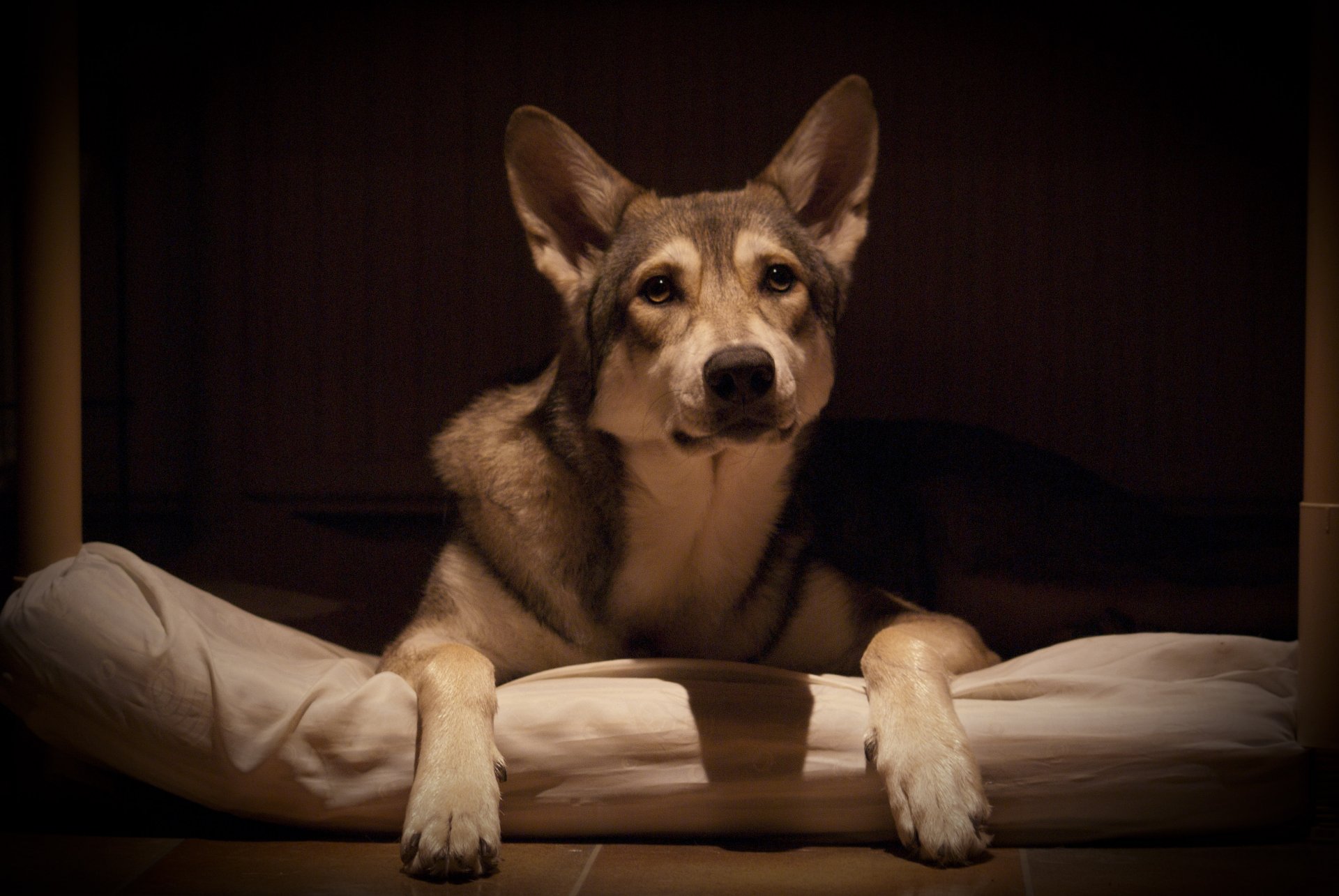 cane amico lupo saarlos wolfhund vista