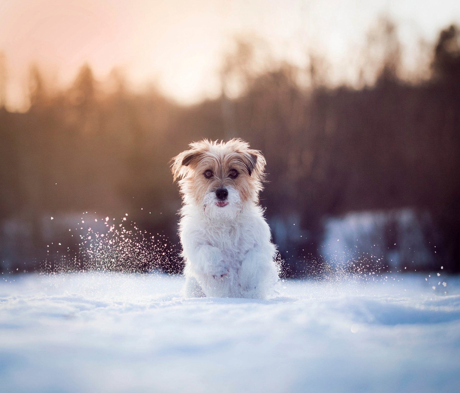 perrito correr nieve