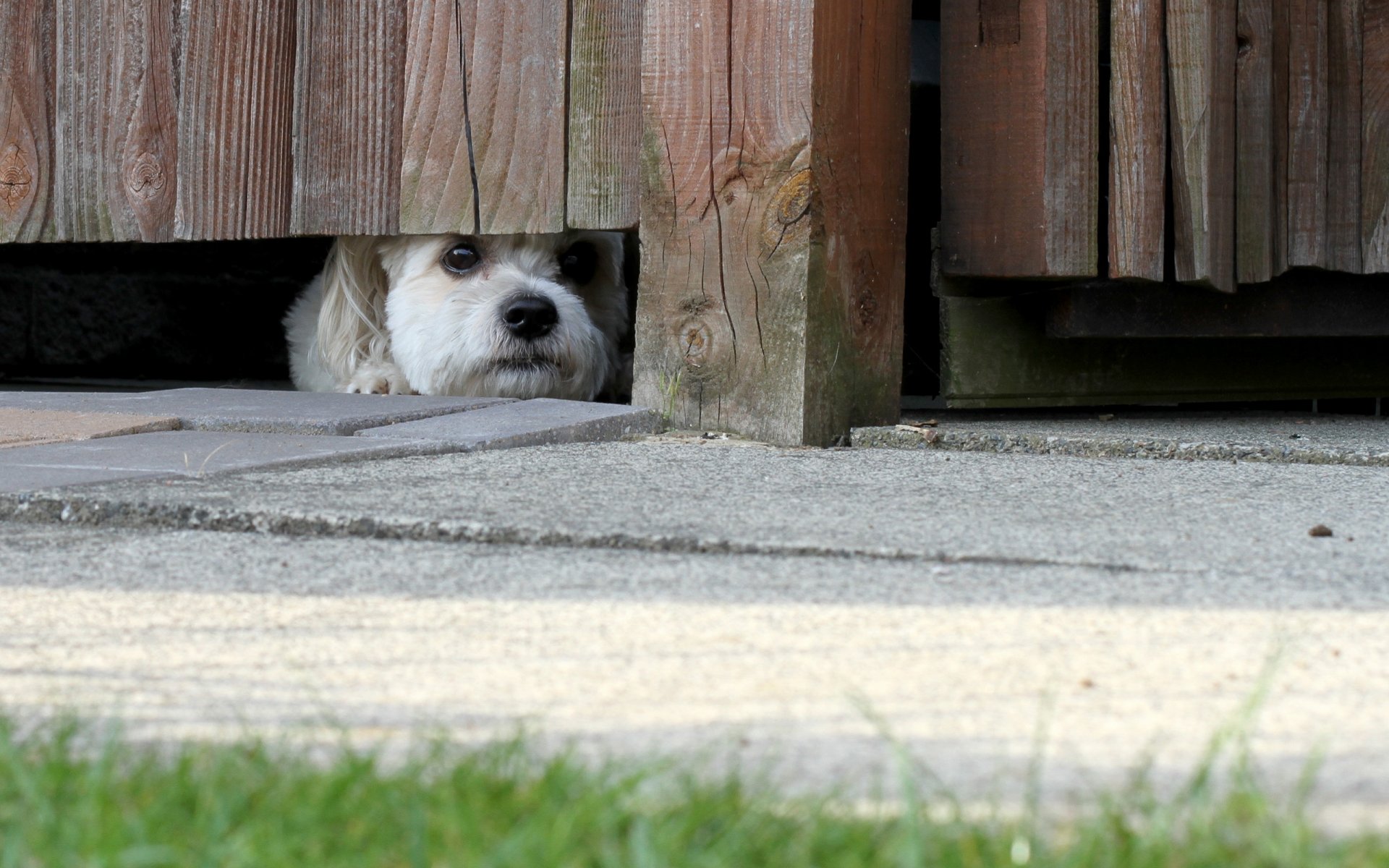 dog view other fence