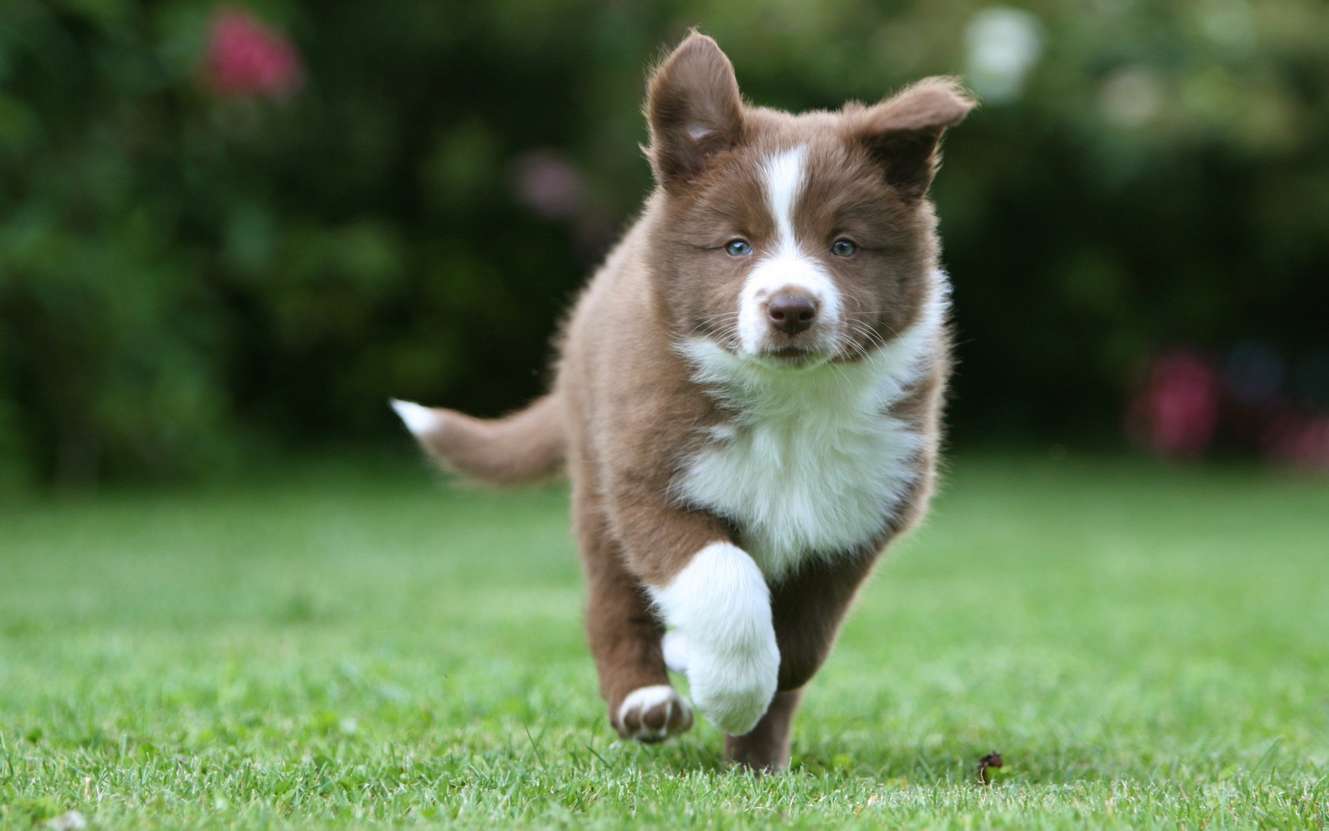 husky cachorro paseos hierba