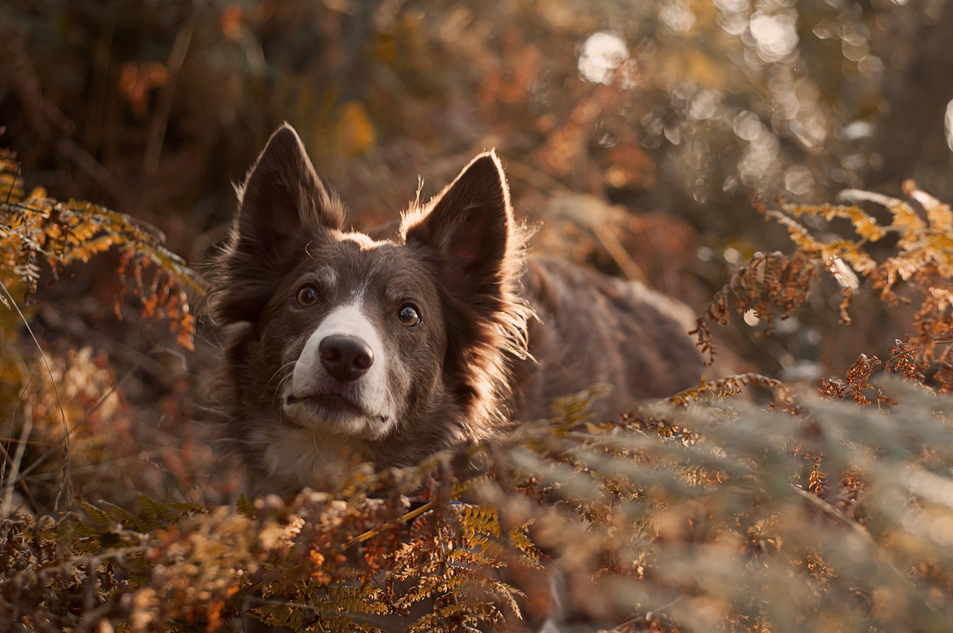 chien regard ami