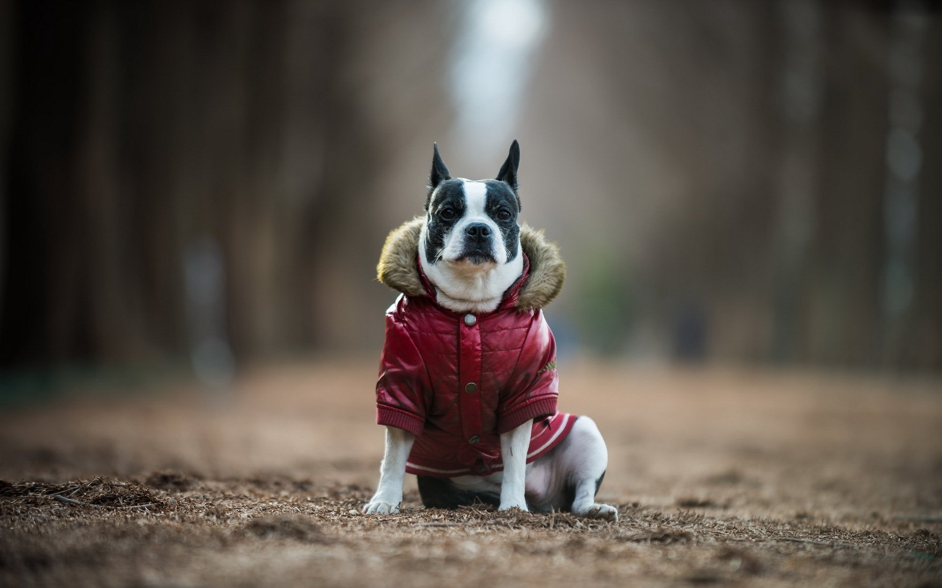 chien vue ami boston terrier