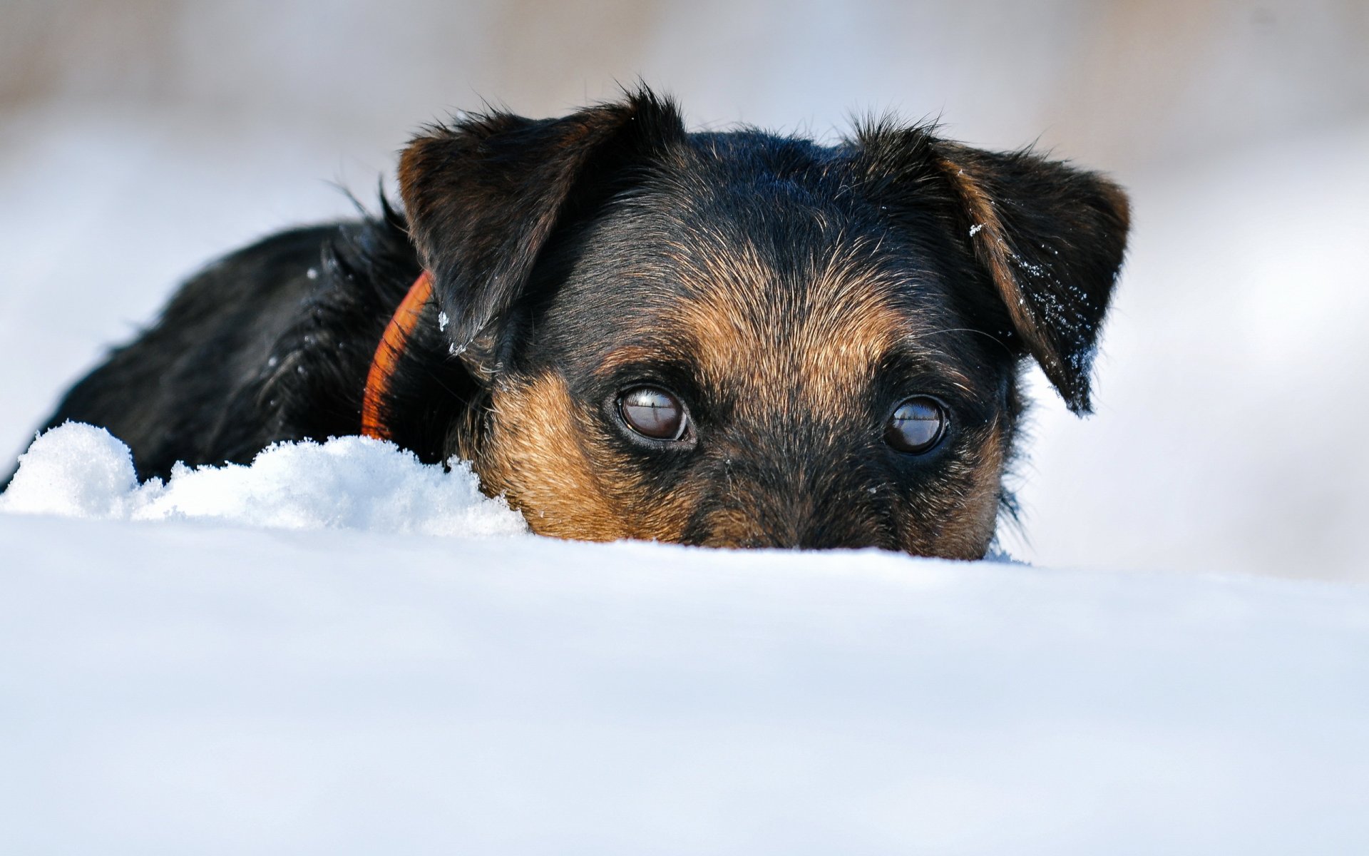 jagdterrier hund schnee winter