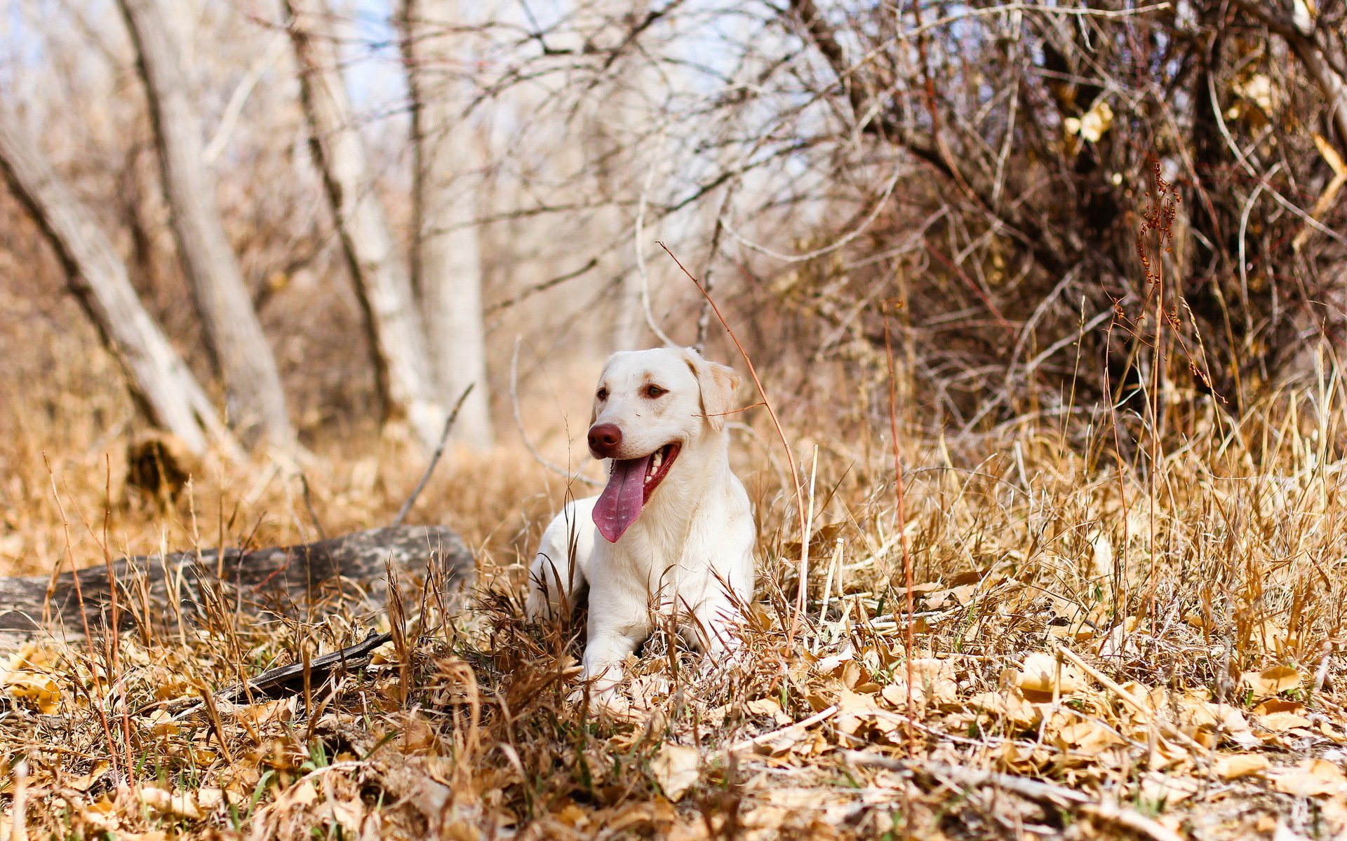 perro bosque otoño
