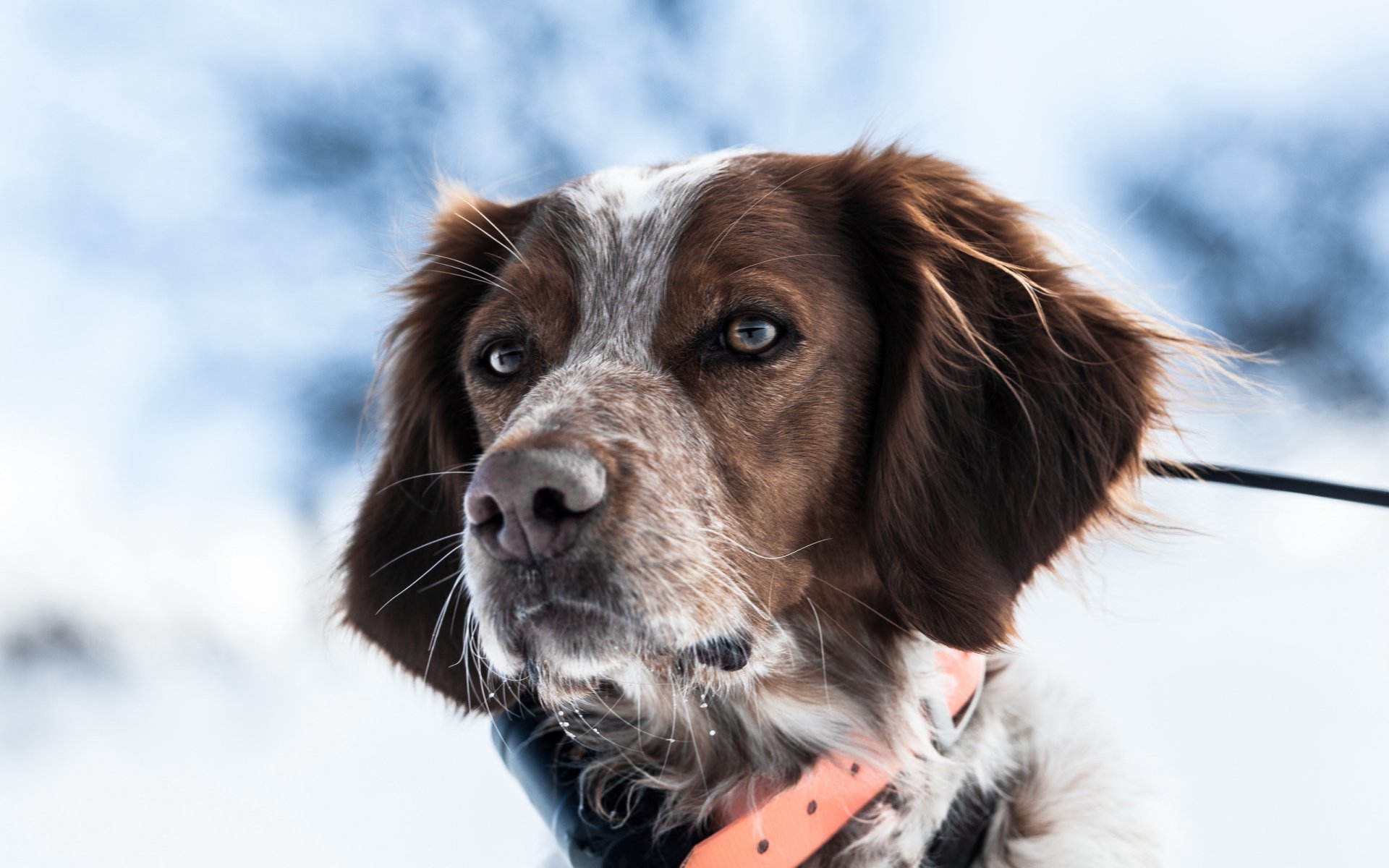 hund blick freund