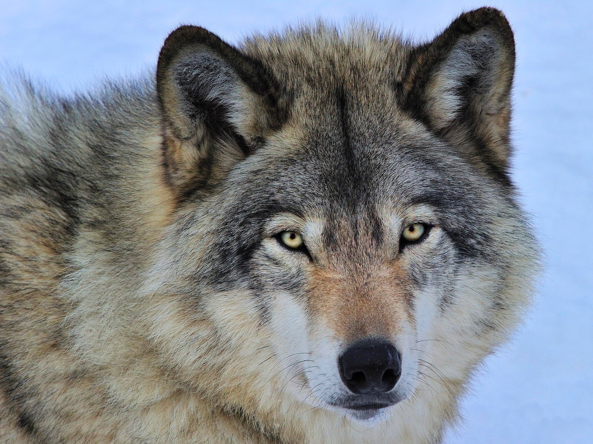 wolf predator grey face eye