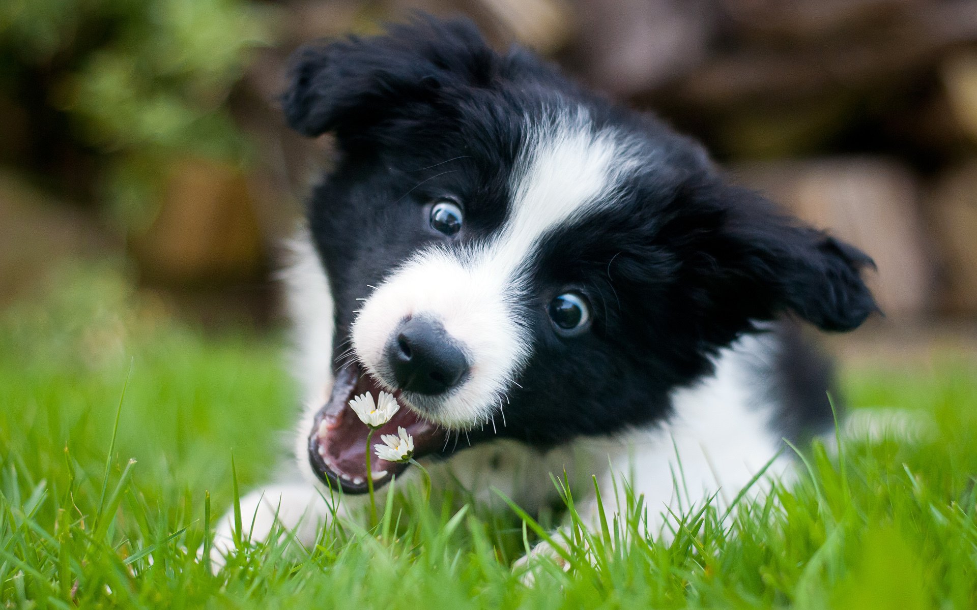 collie welpe blumen verspielt hintergrundbilder