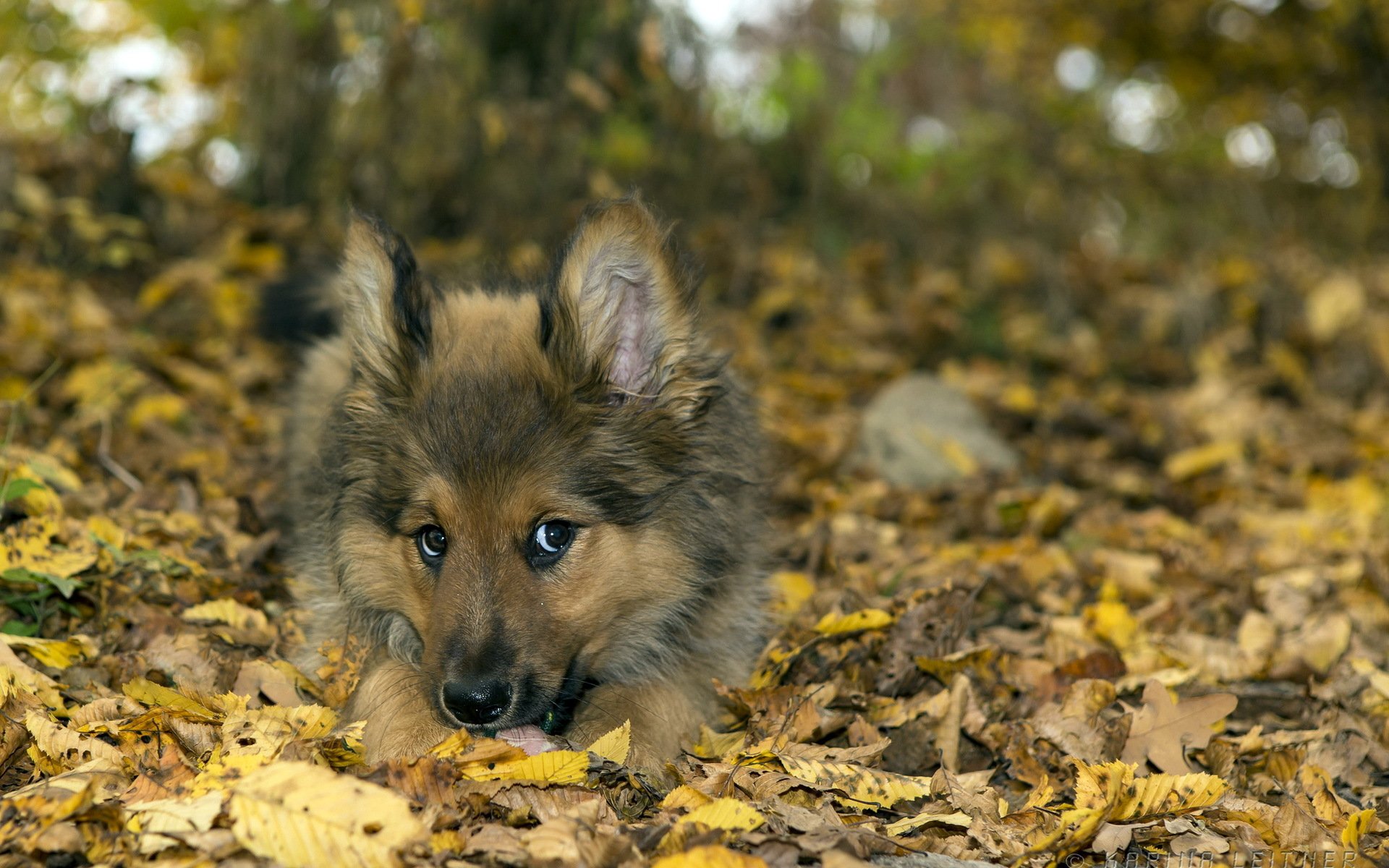 hund freund natur