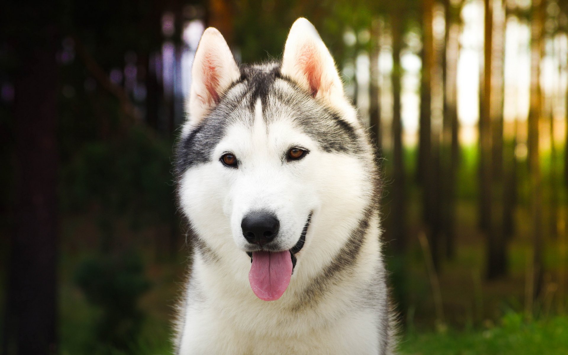 chien regard ami