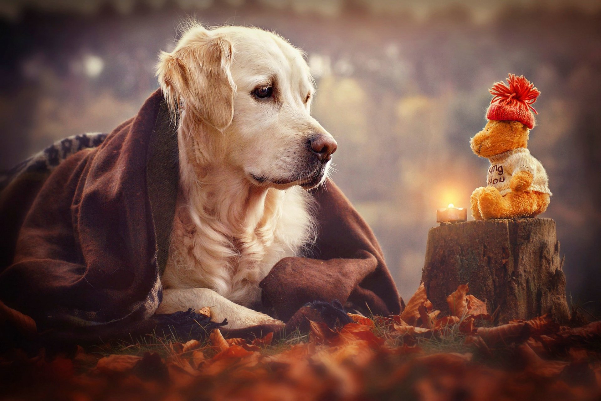sguardo cane giocattolo