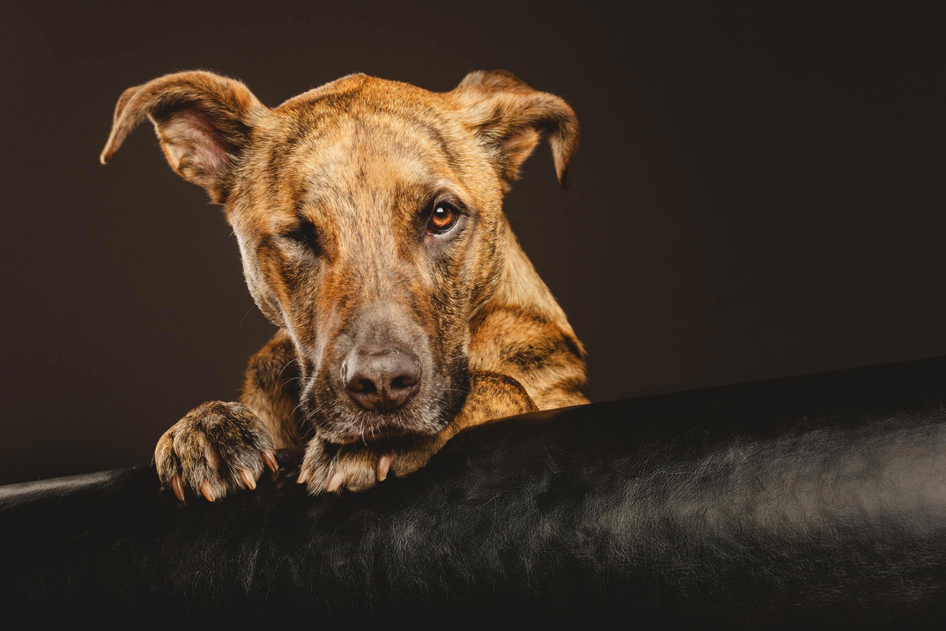 perro perro hocico mirada patas fondo