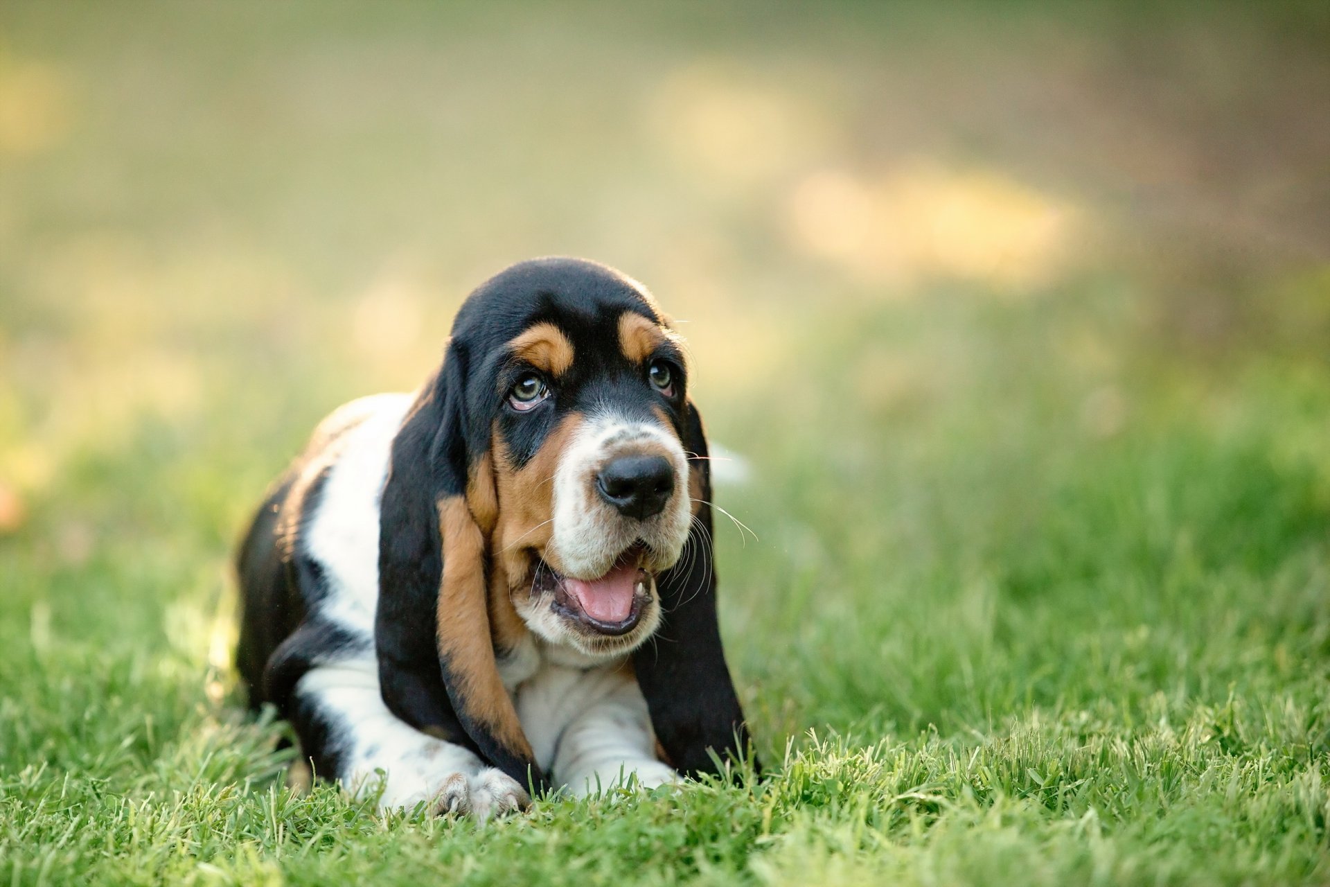 dog view other basset