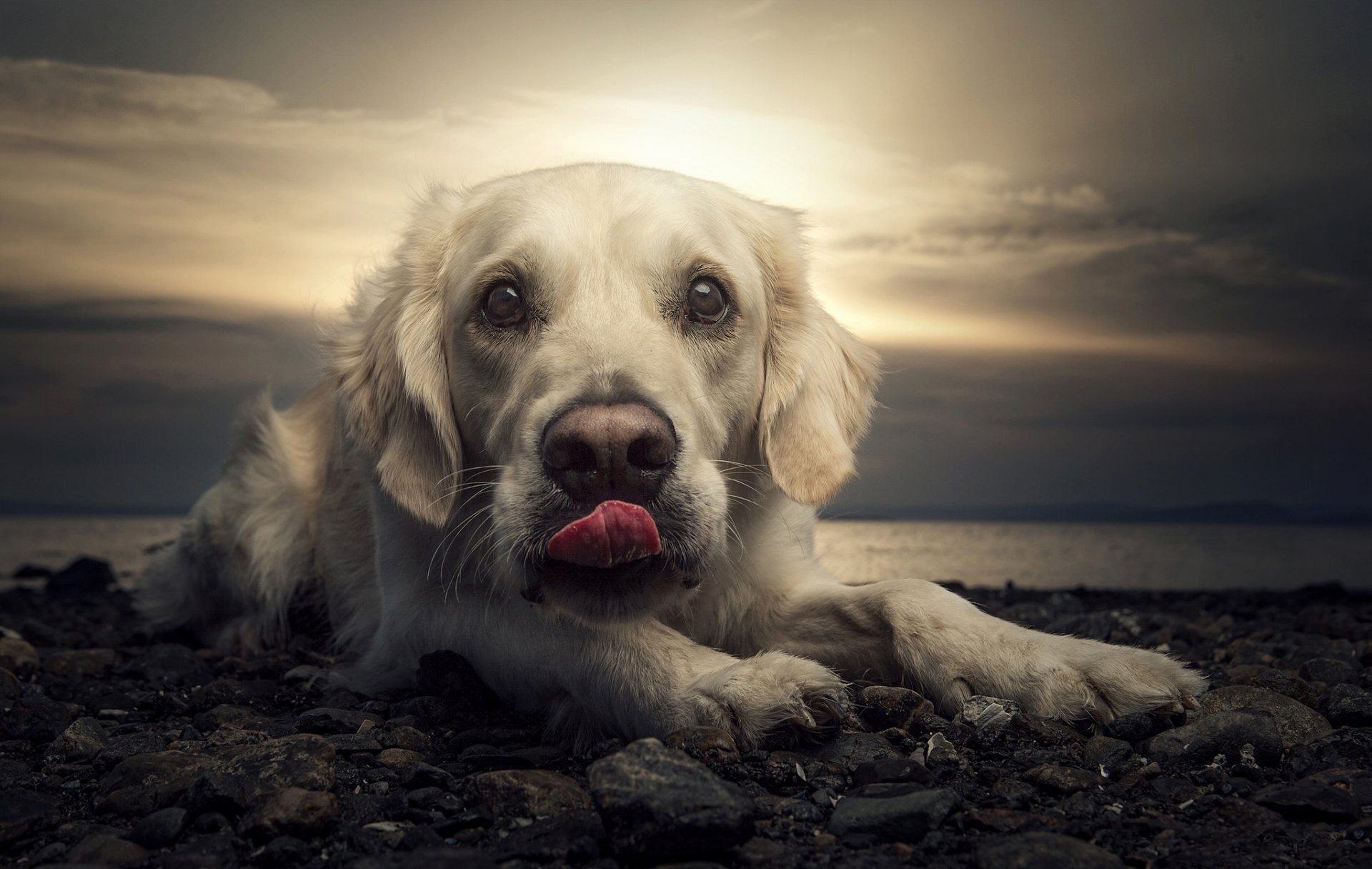 labrador dog beach sunset portrait