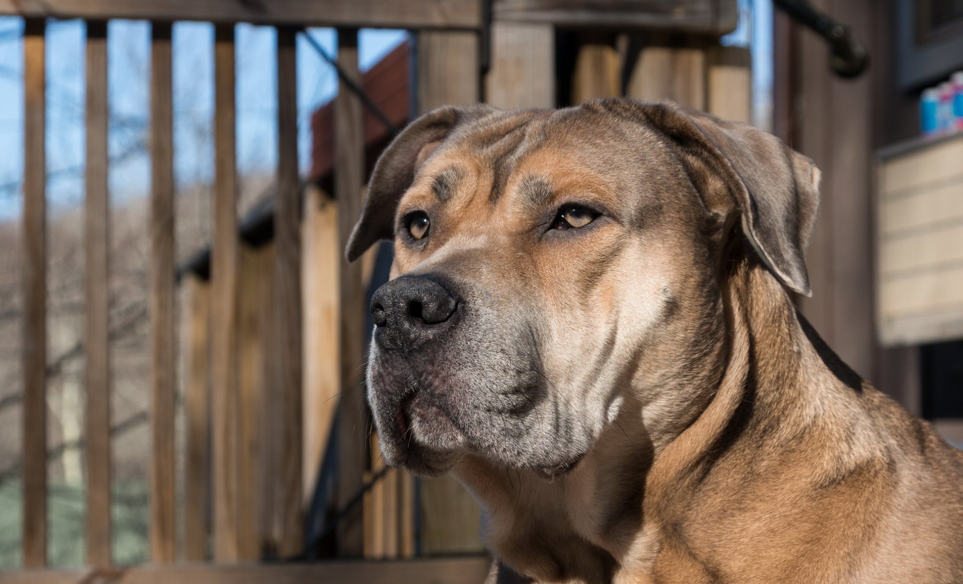 cane sguardo amico