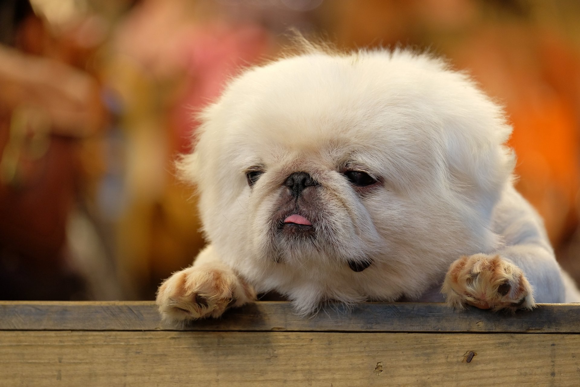 tablero cachorro peludo lengua