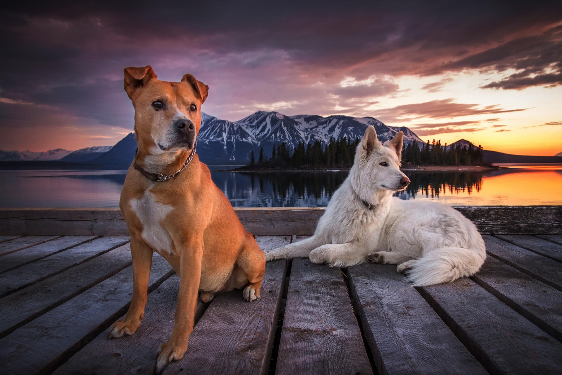 cani molo montagne cielo nuvole