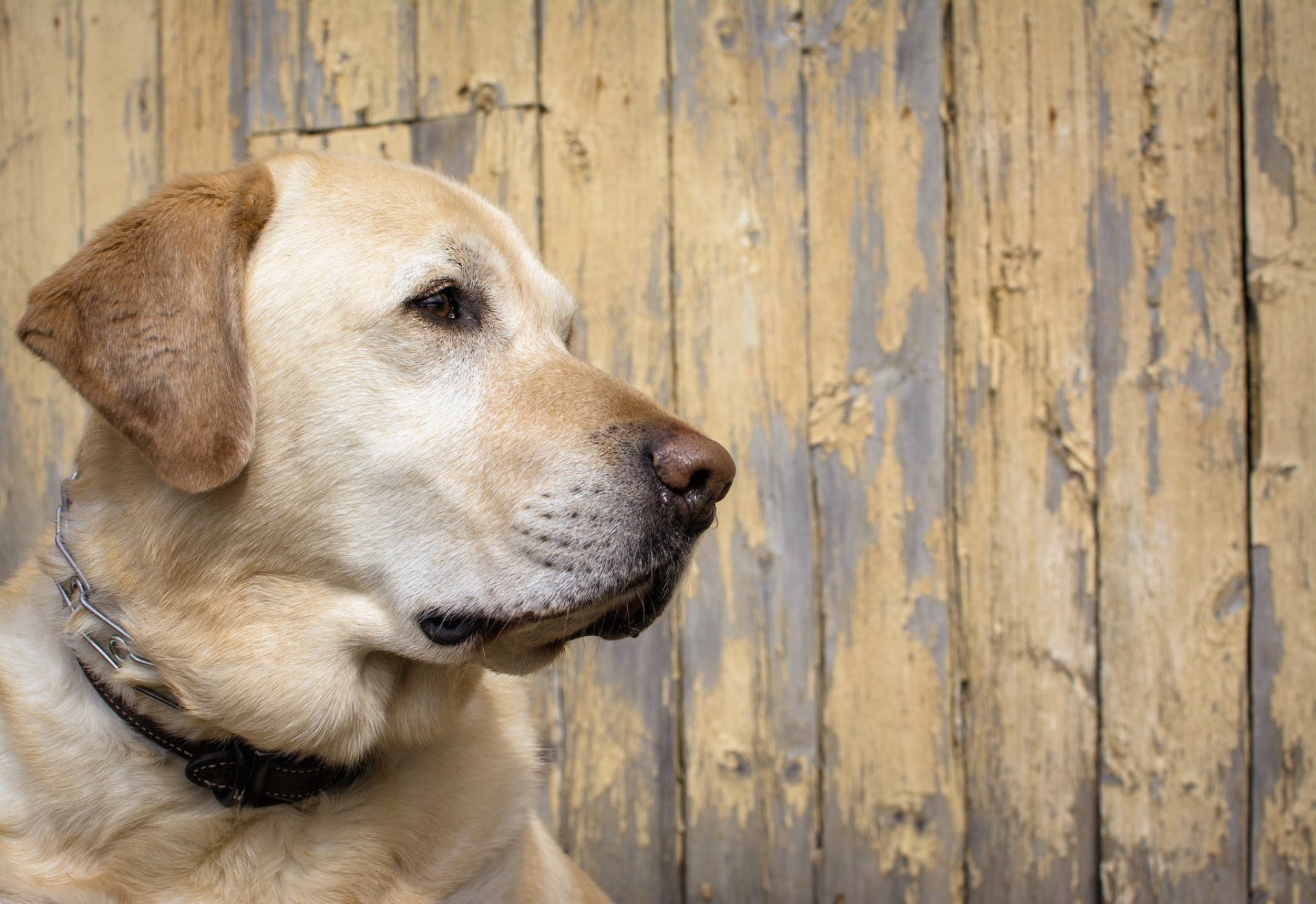 hund blick freund