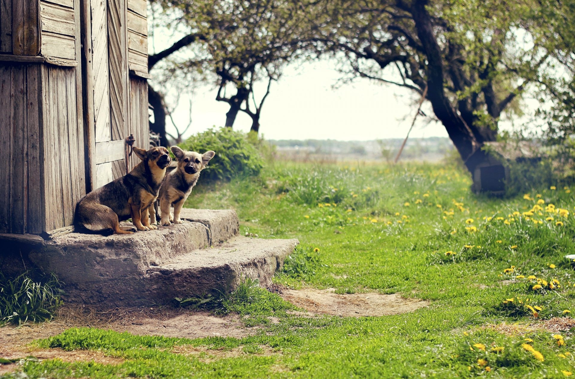 perros escalones escalones puerta patio hierba vegetación naturaleza