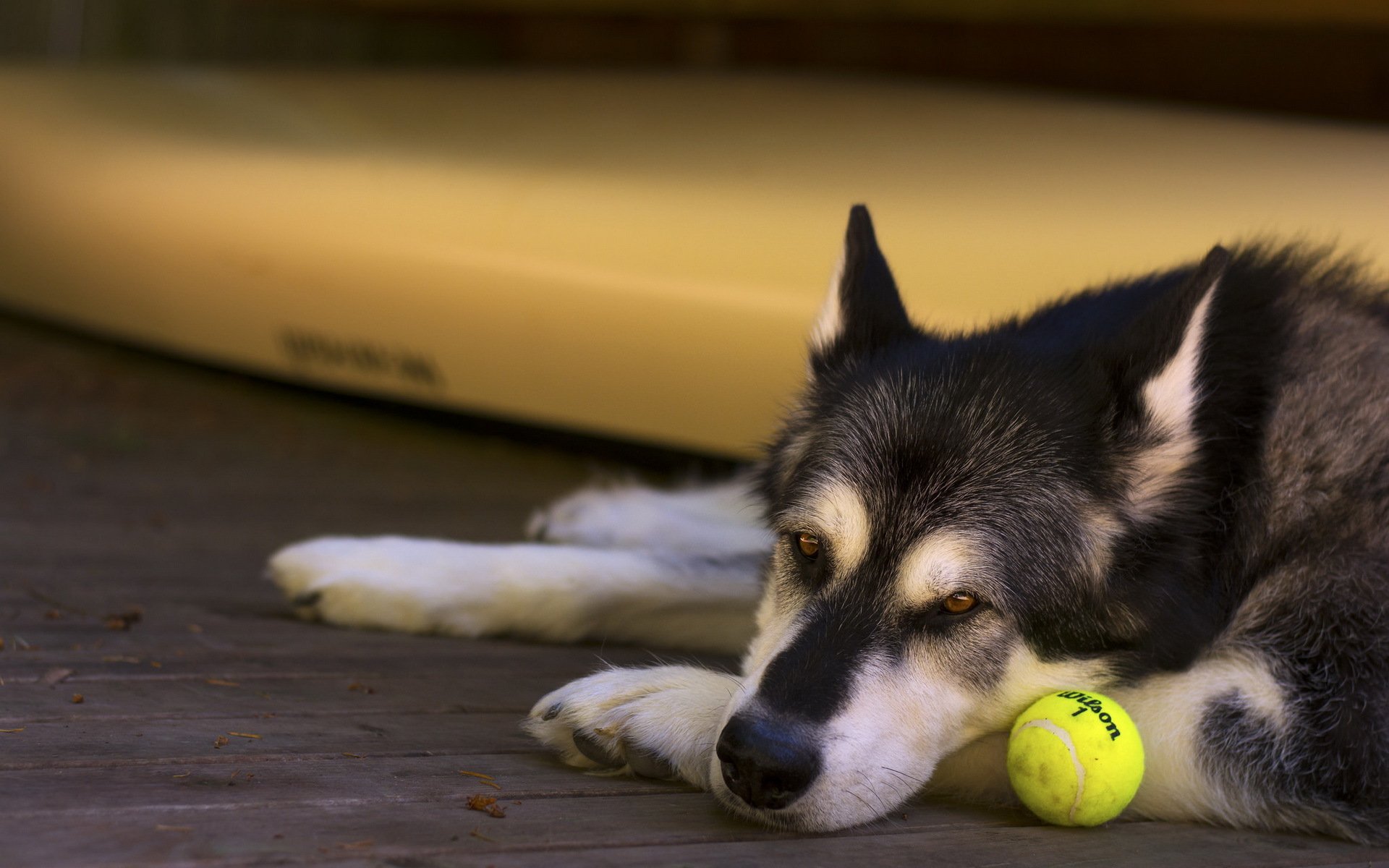 chien regard ami