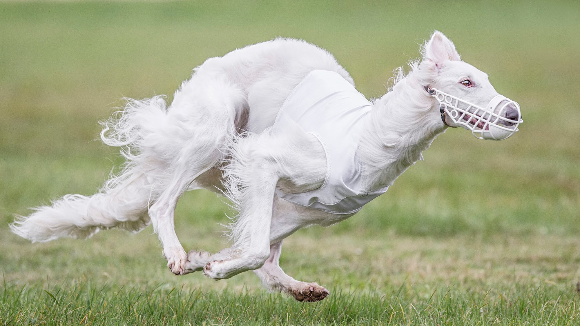 correr bozal perro