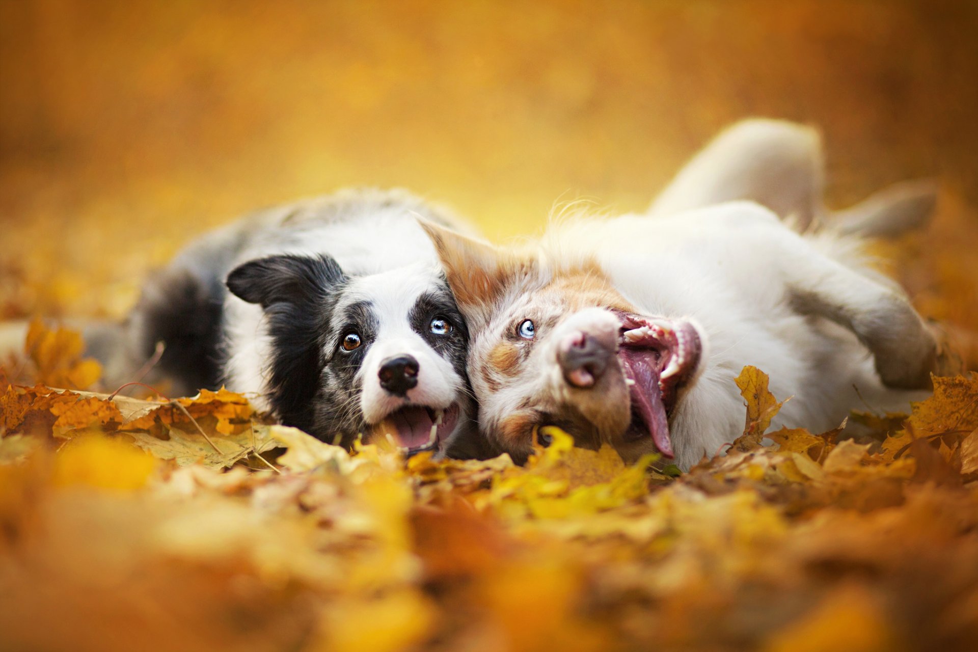 border collie perros dos hocicos hojas naturaleza otoño