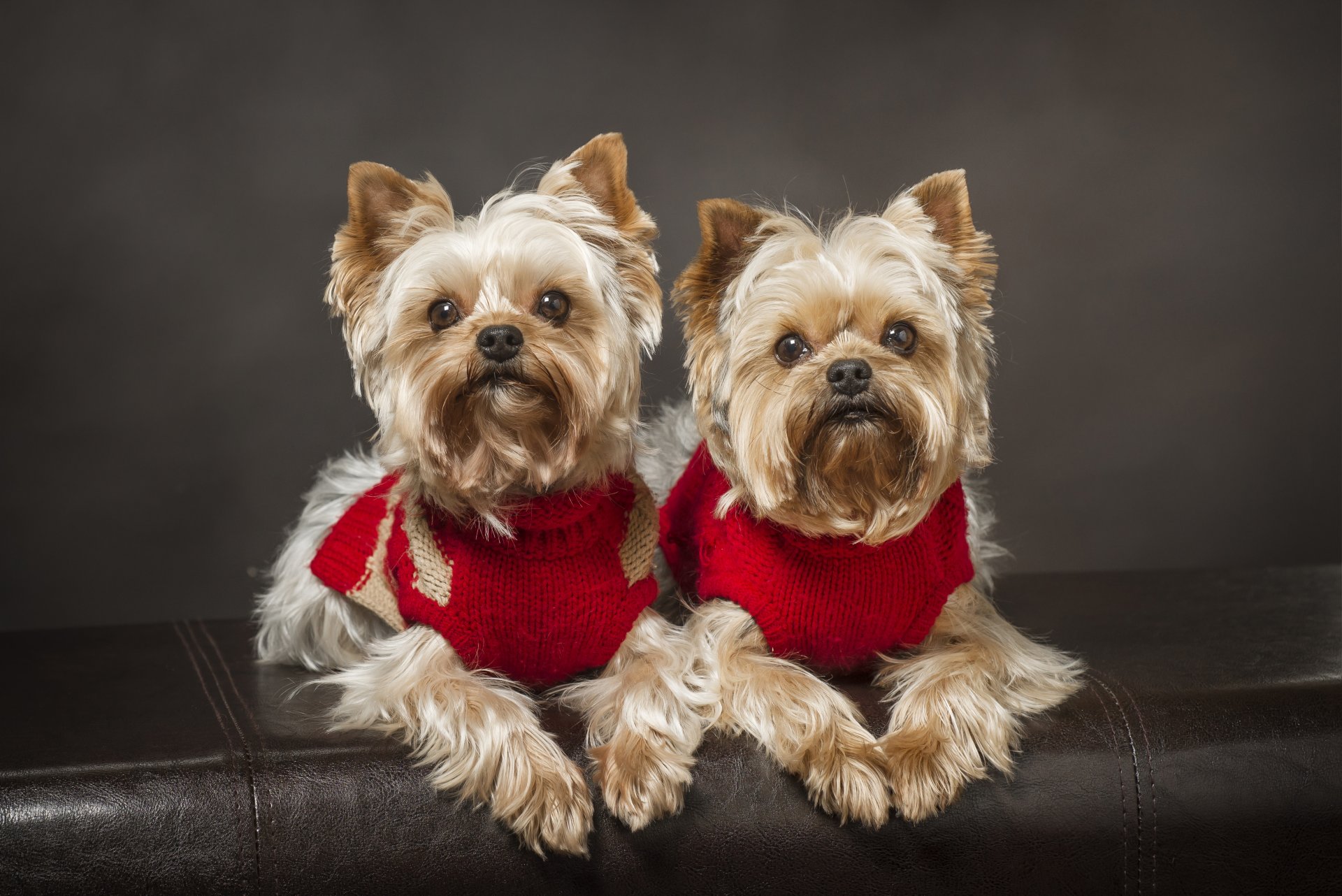 yorkshire terrier perros gemelos pareja