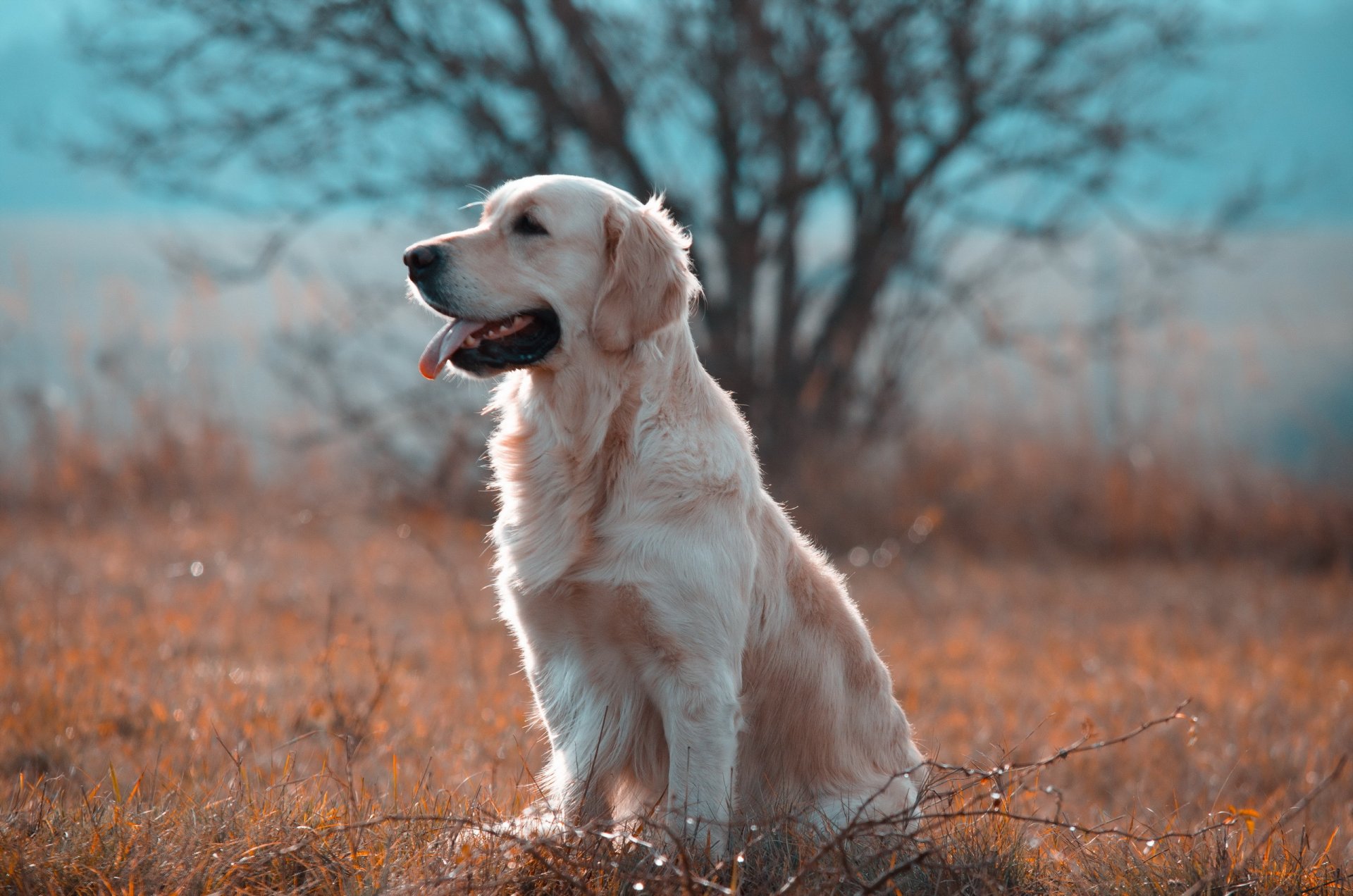 cane sguardo amico