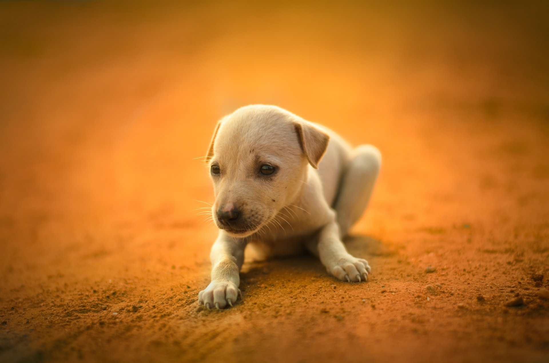 cucciolo simpatico cane bianco amico