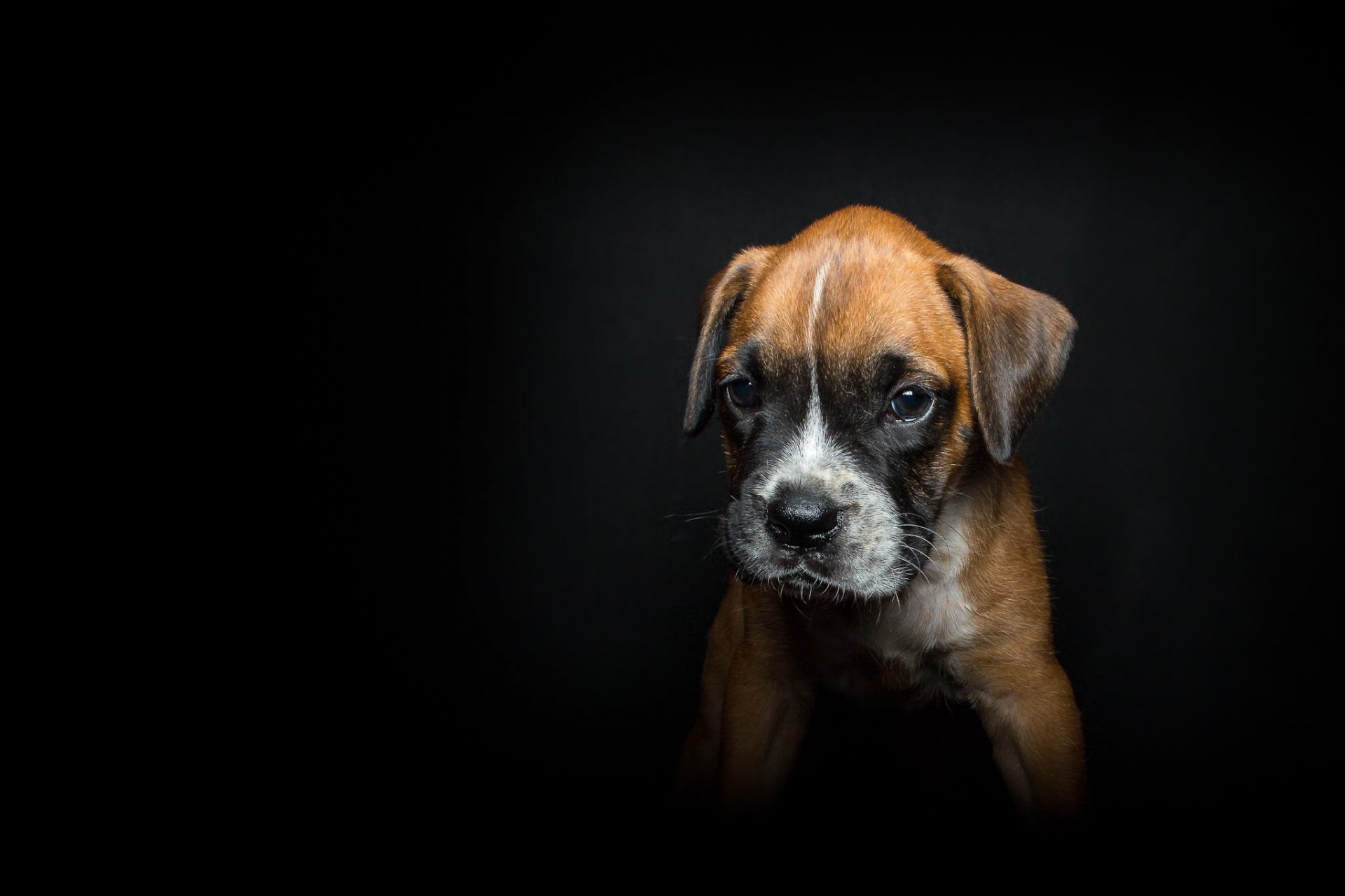 background black puppy other dog