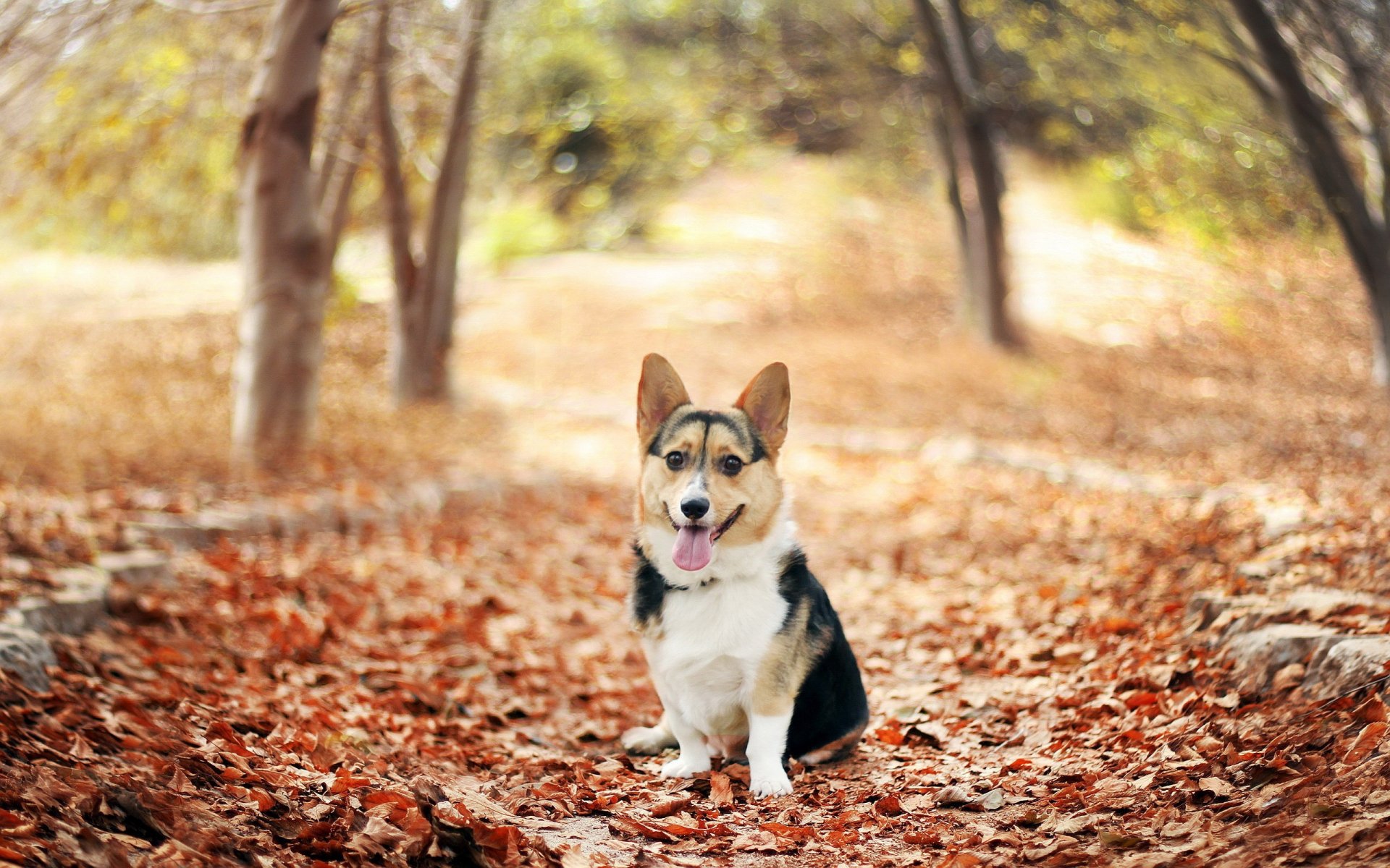 otoño follaje parque.welsh corgi welsh corgi