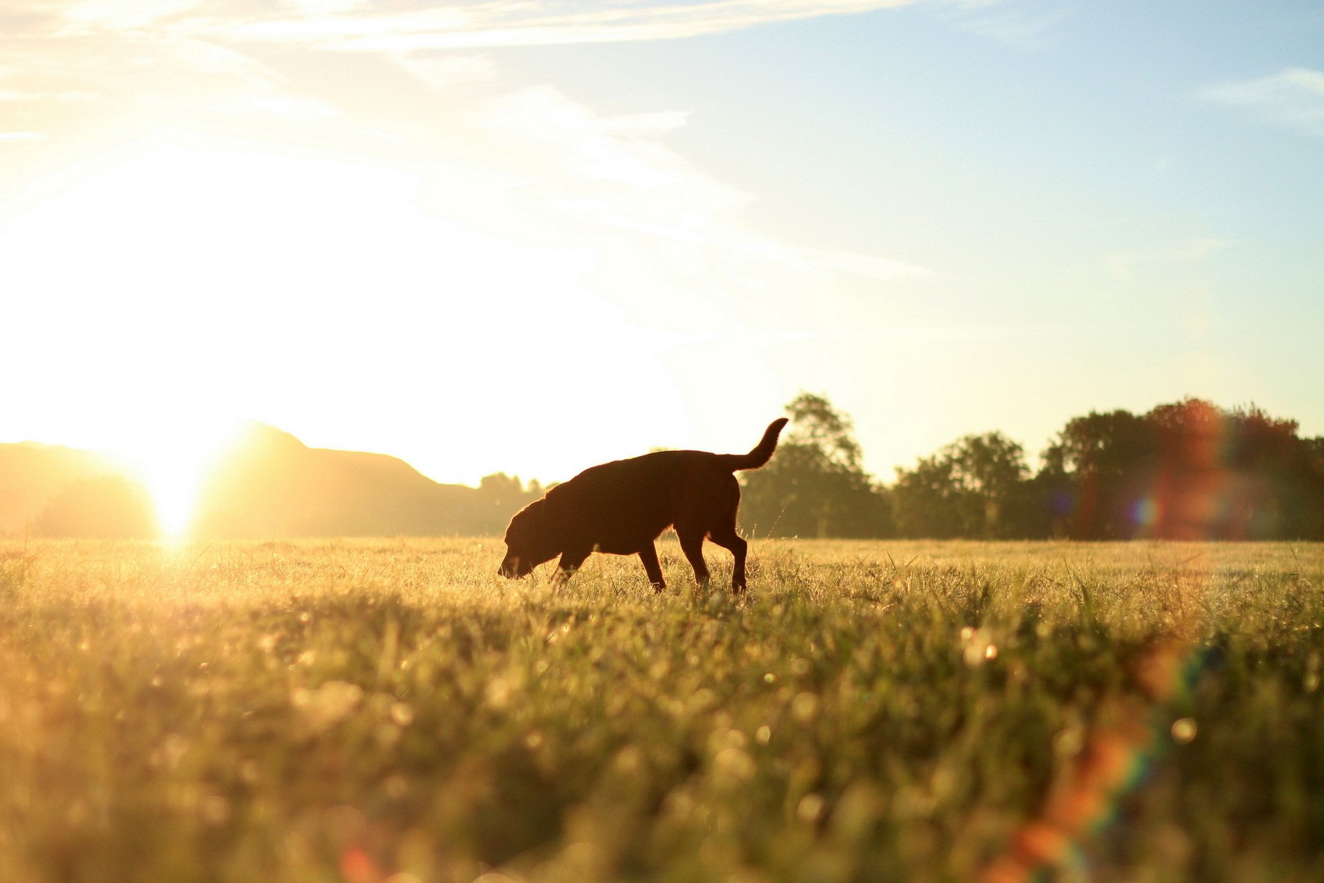 cane campo mattina luce