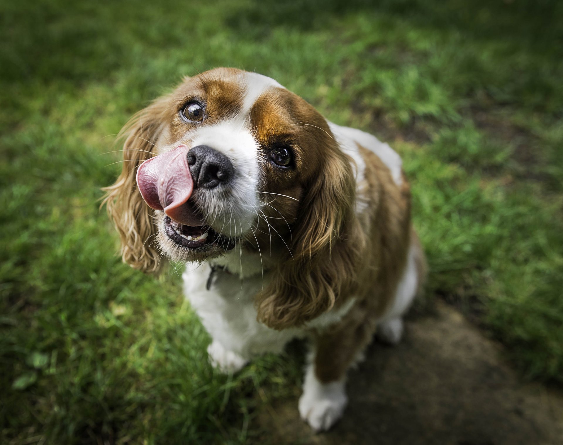 cane muso lingua natura erba