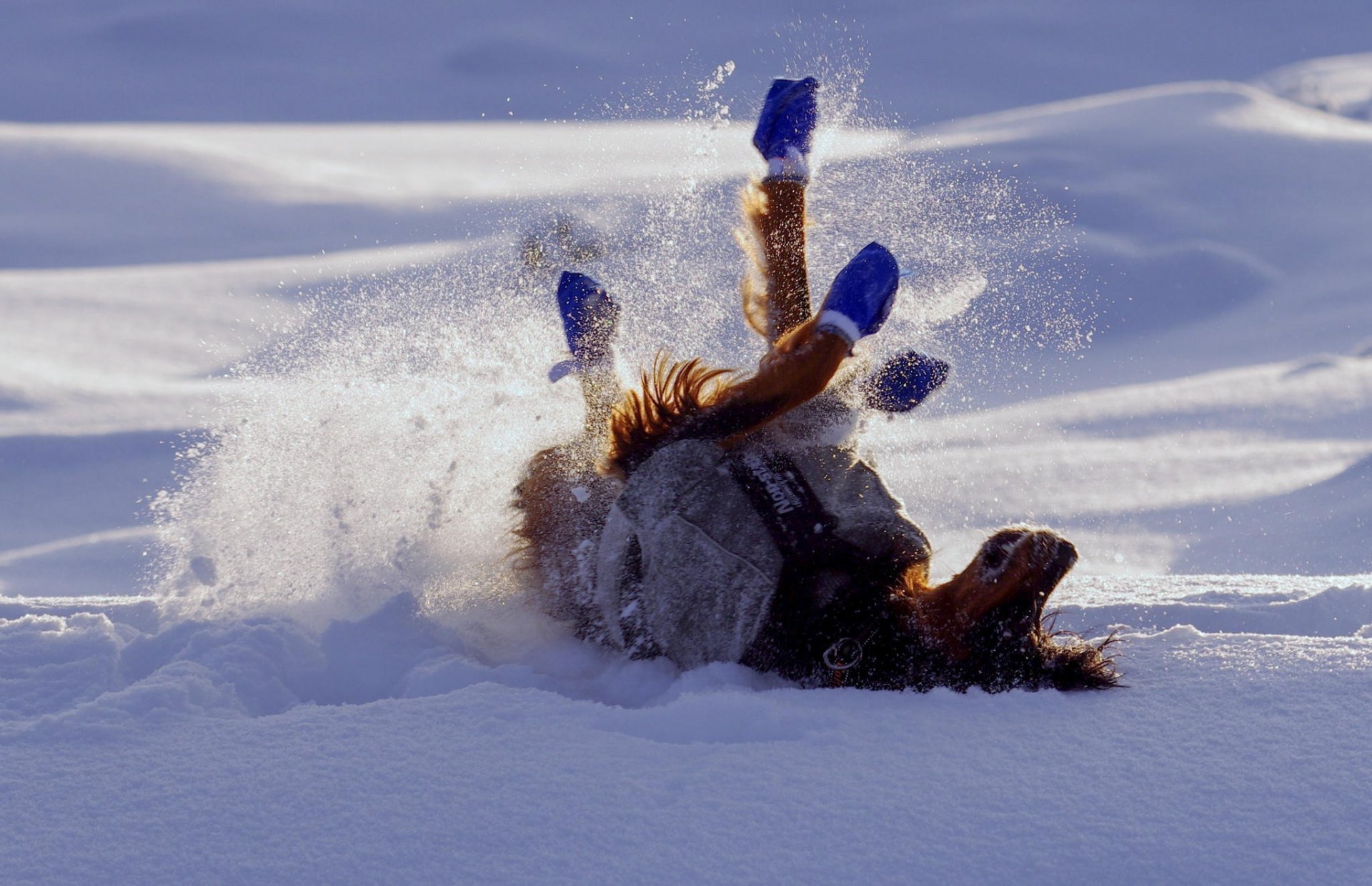 winter snow dog pose happine
