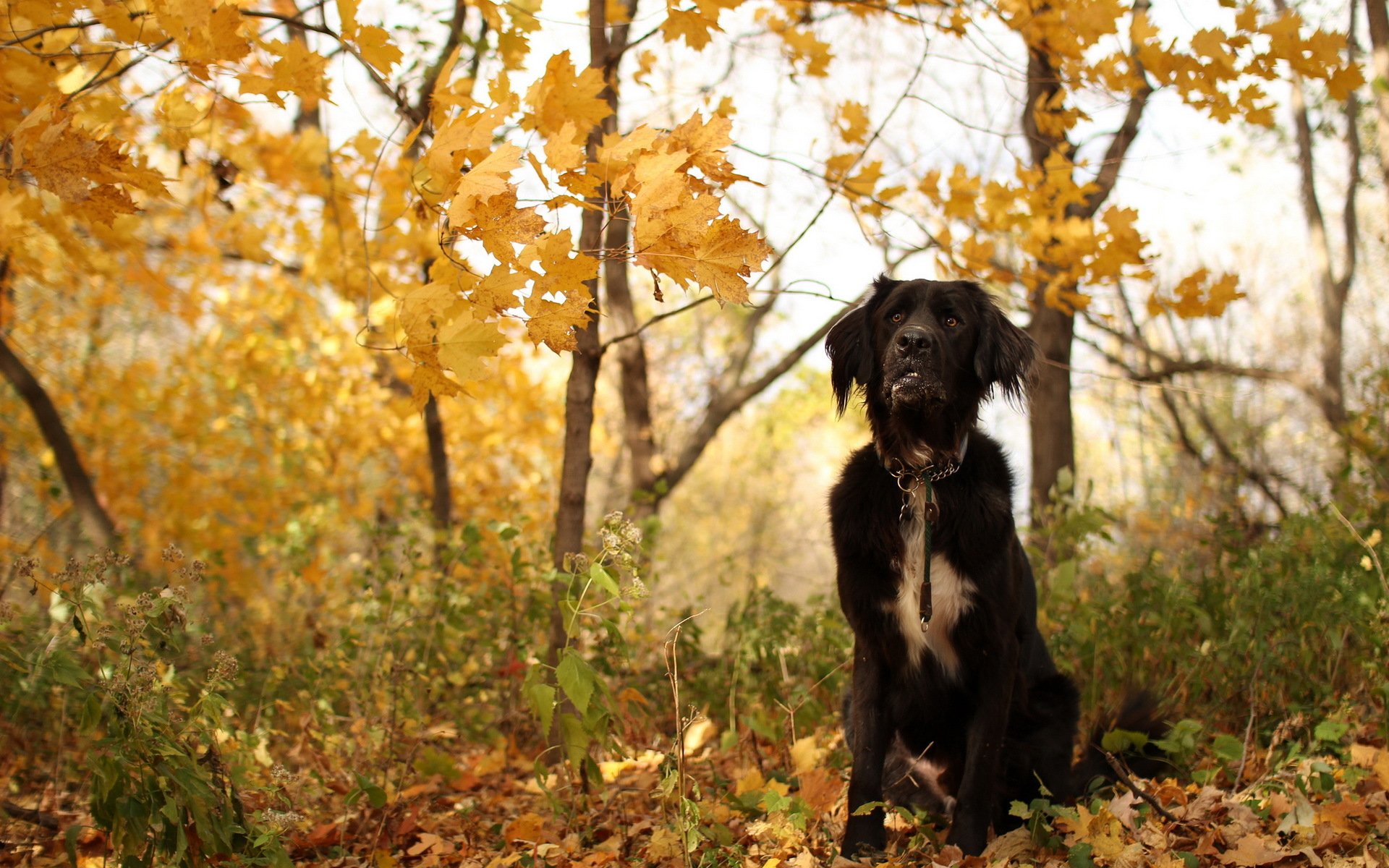 hund freund herbst