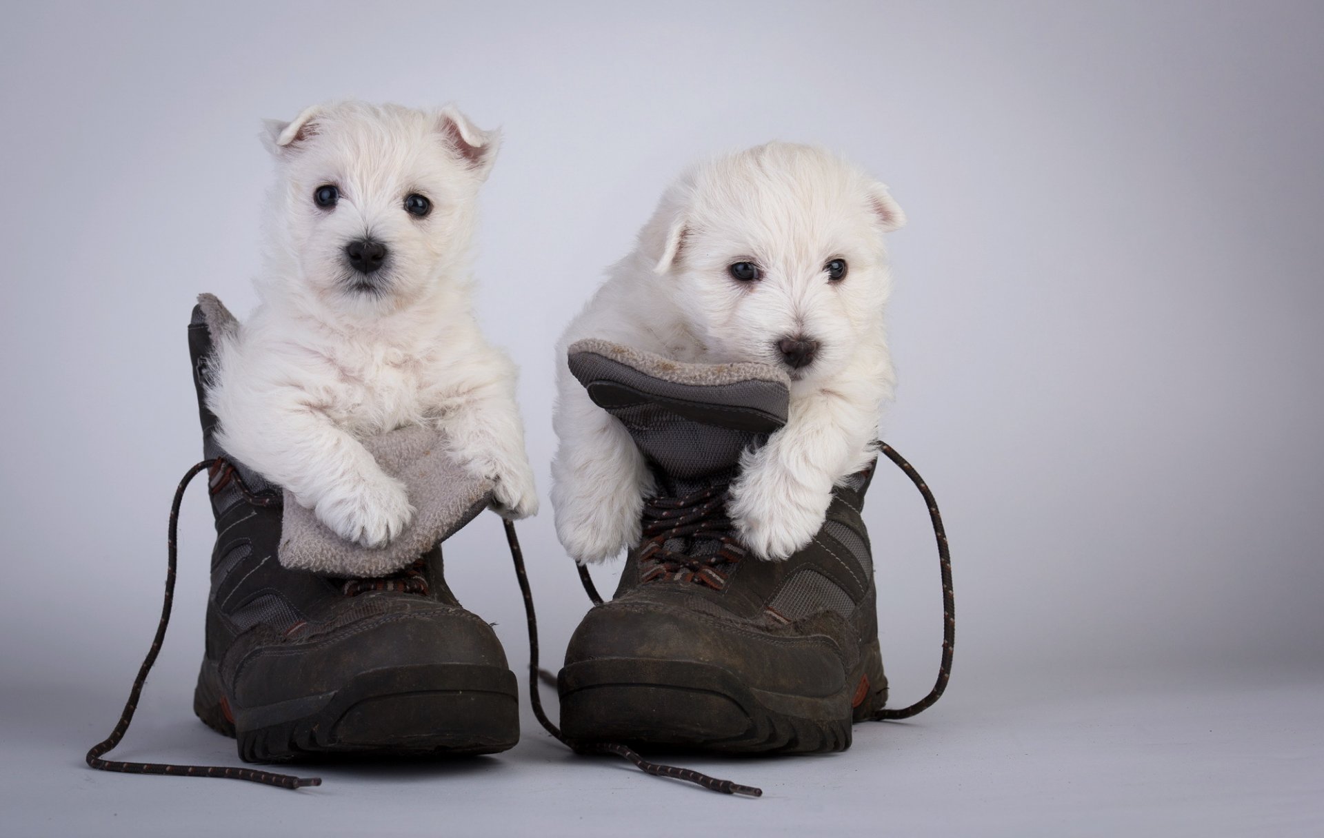 perros cachorros botas