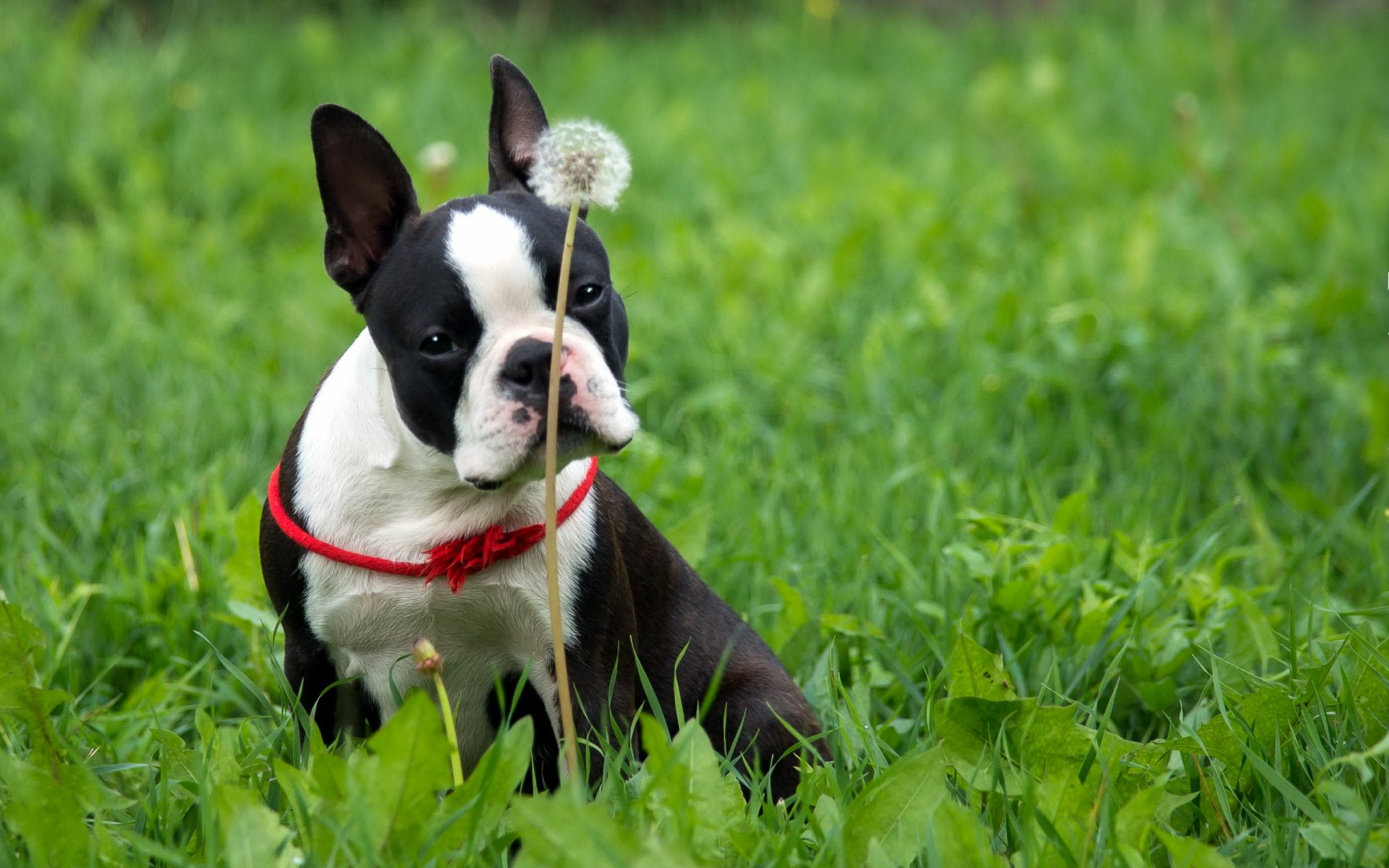 dog other dandelion