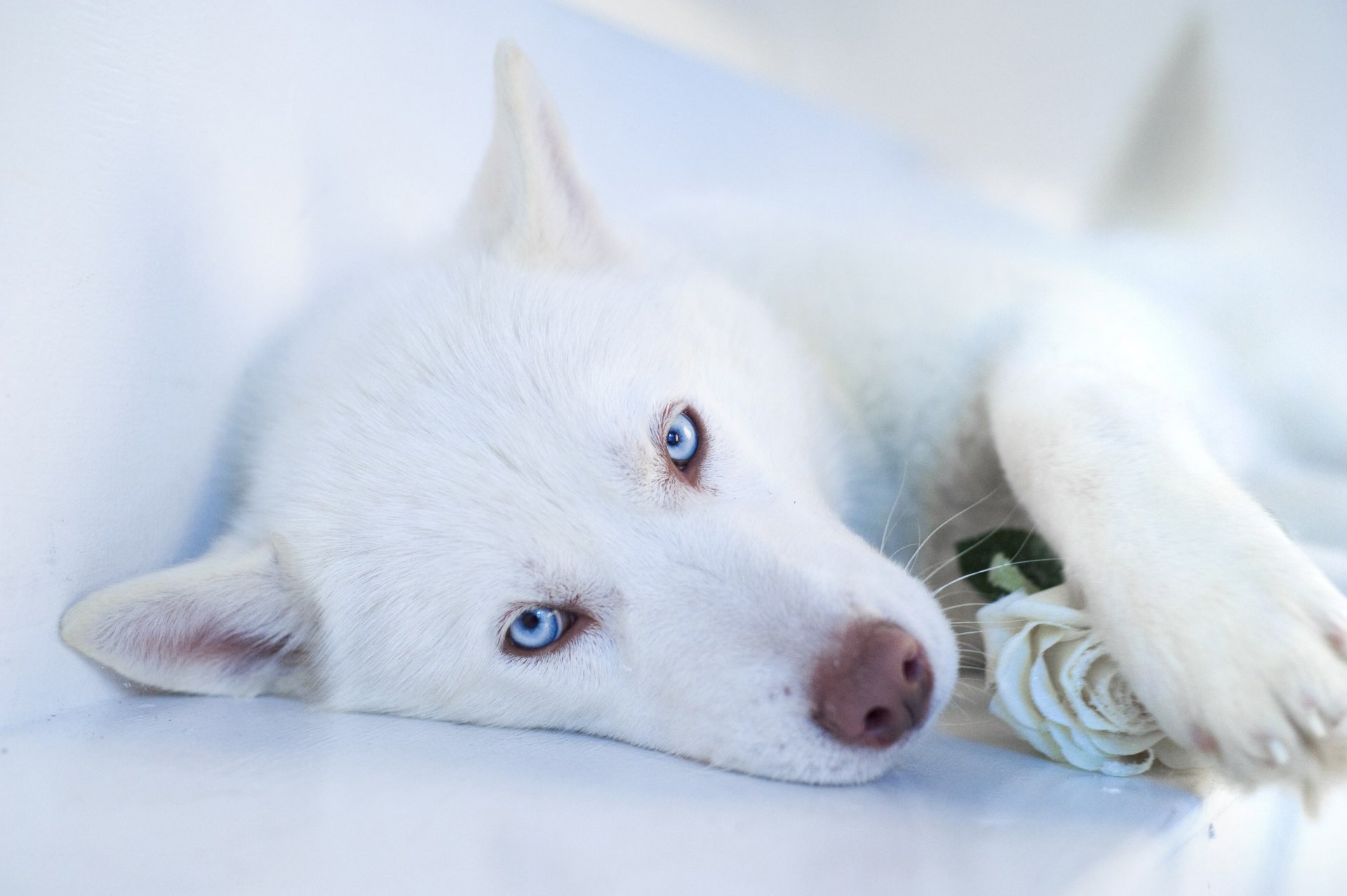 husky dog white face