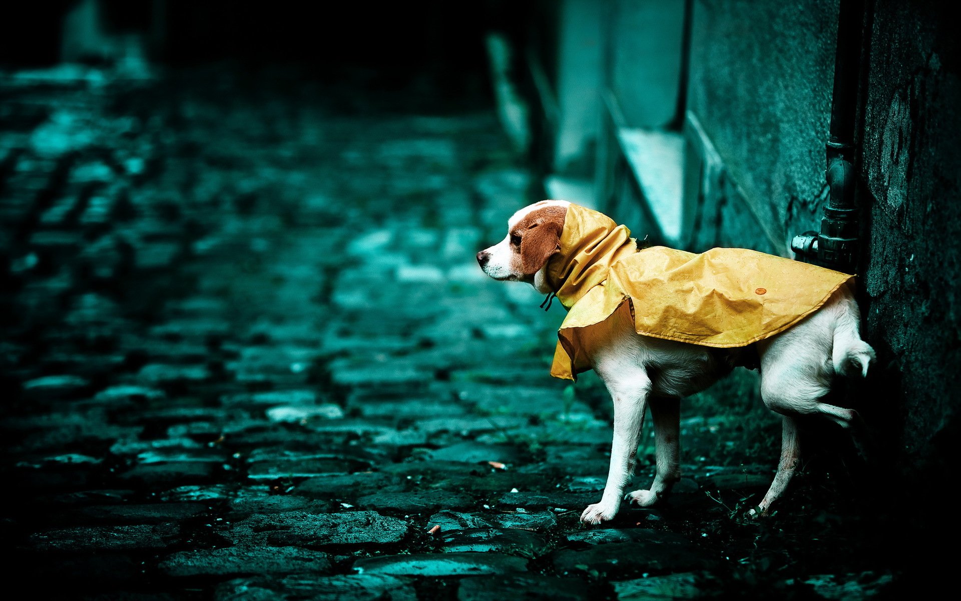 chien rue fond