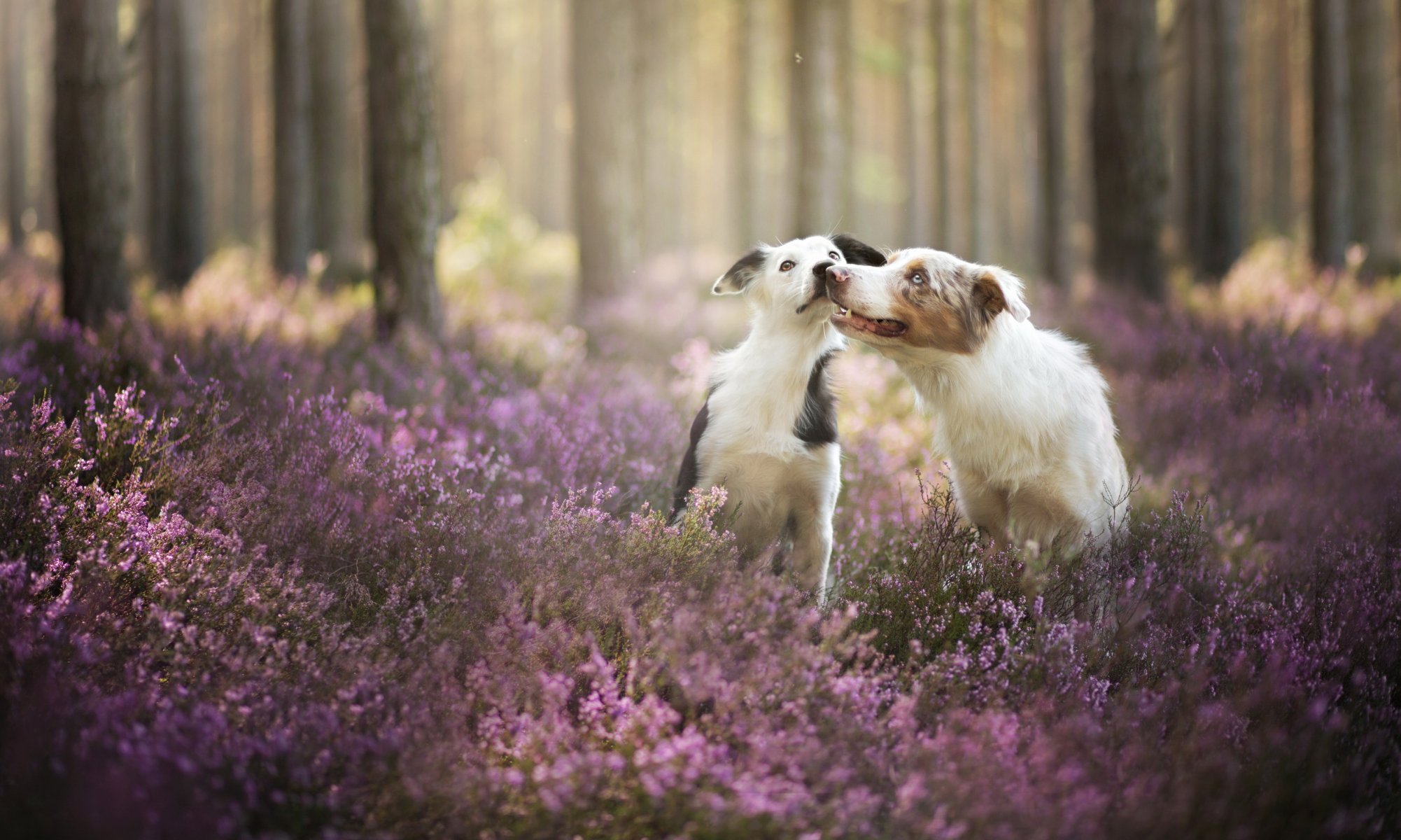perros amigos bosque