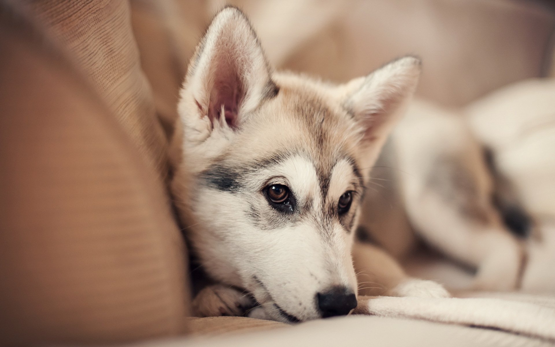 hund blick freund
