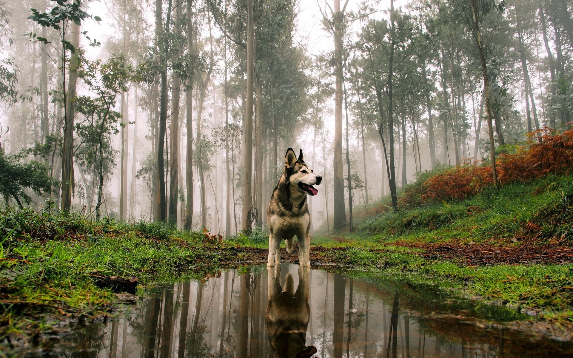dog view other forest